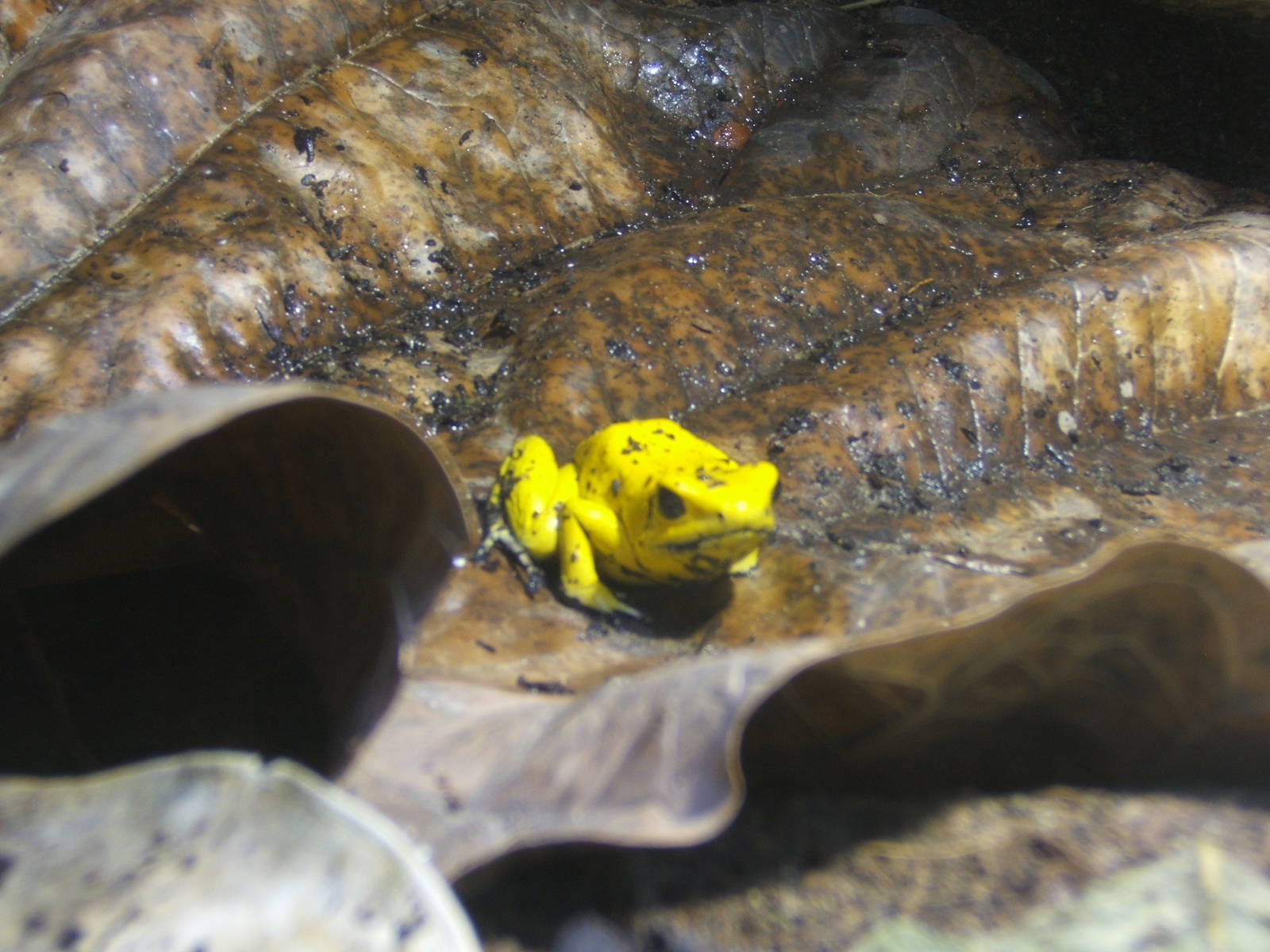 Golden Dart Frog