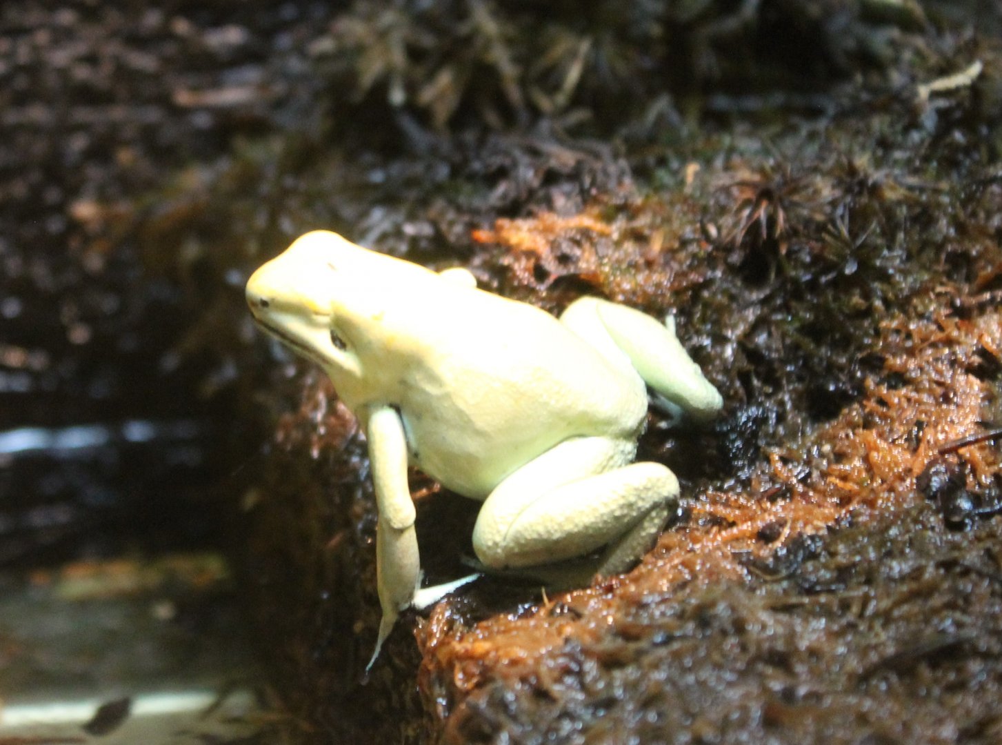 Golden dart frog