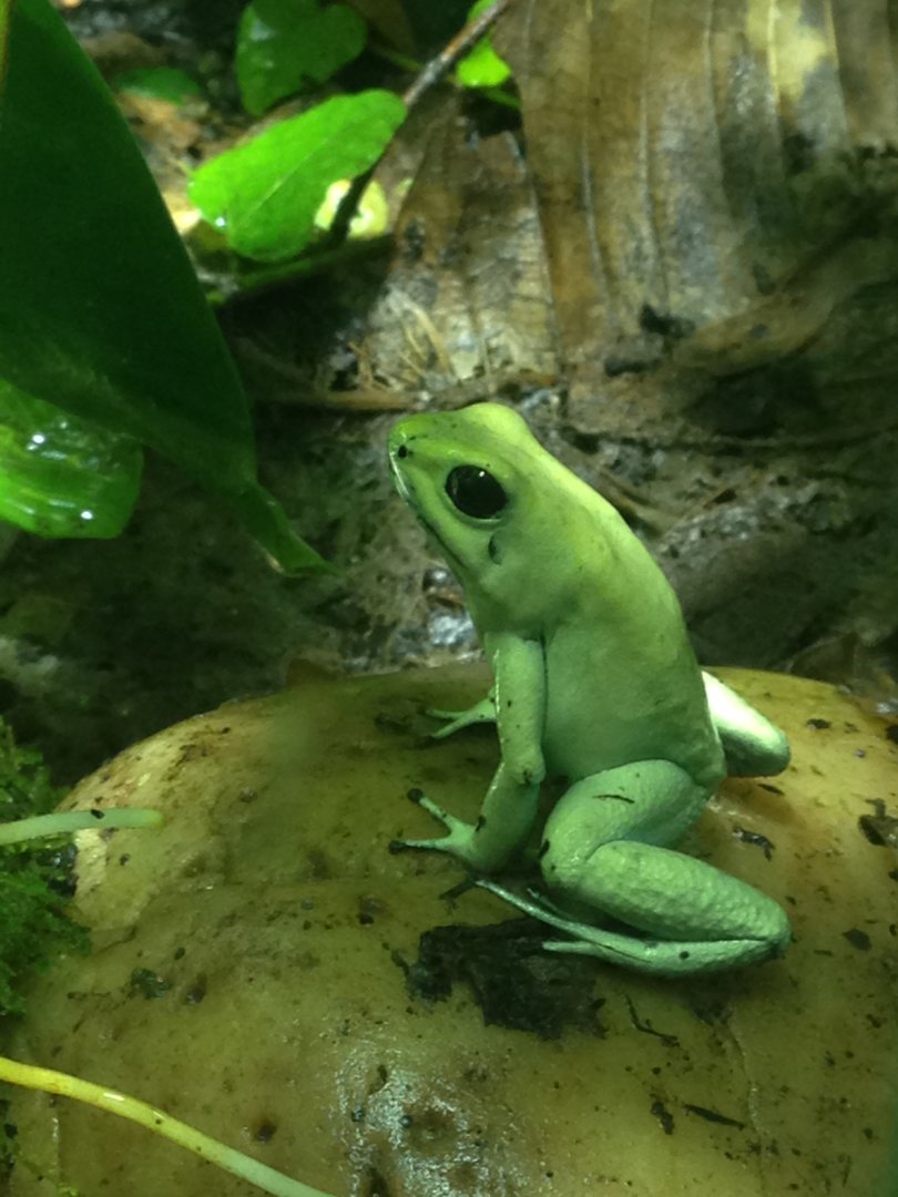 Golden dart frog