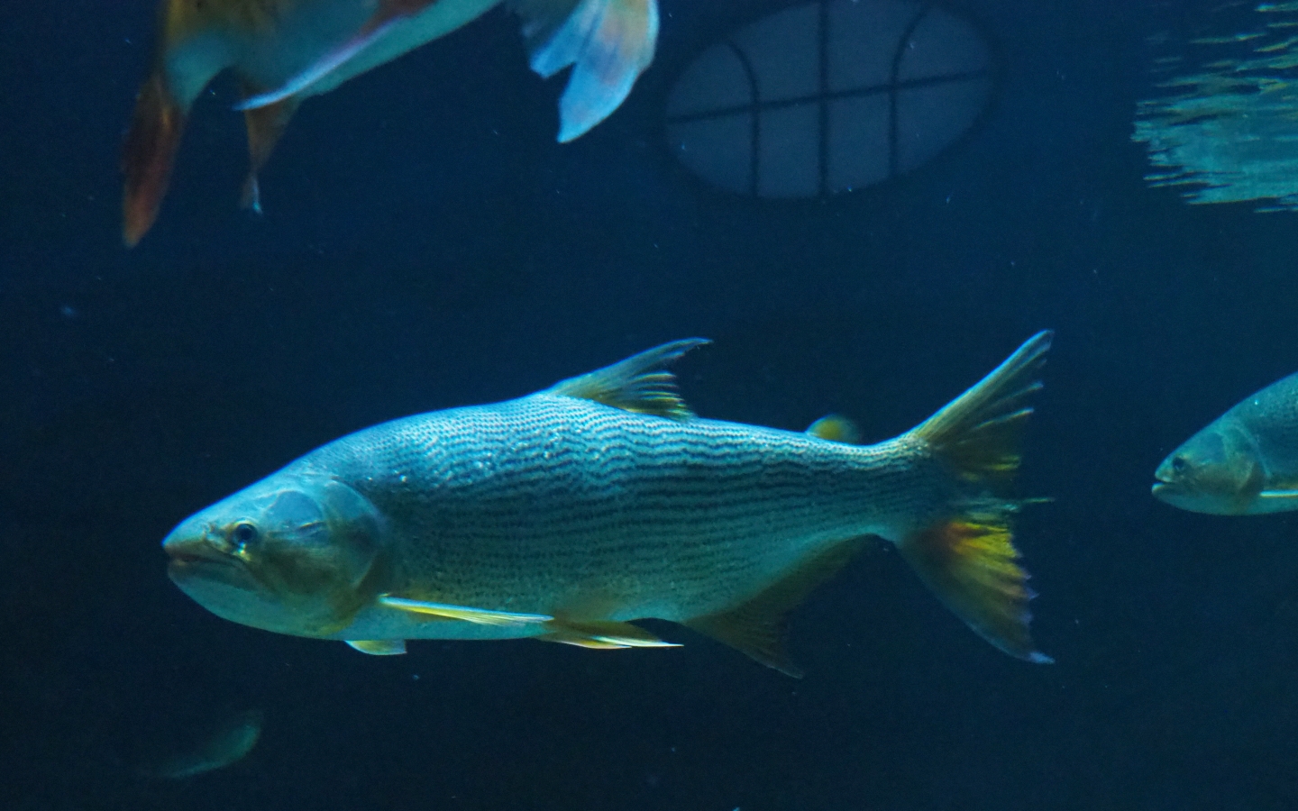 Golden dorado (Salminus brasiliensis), 2019-04-20