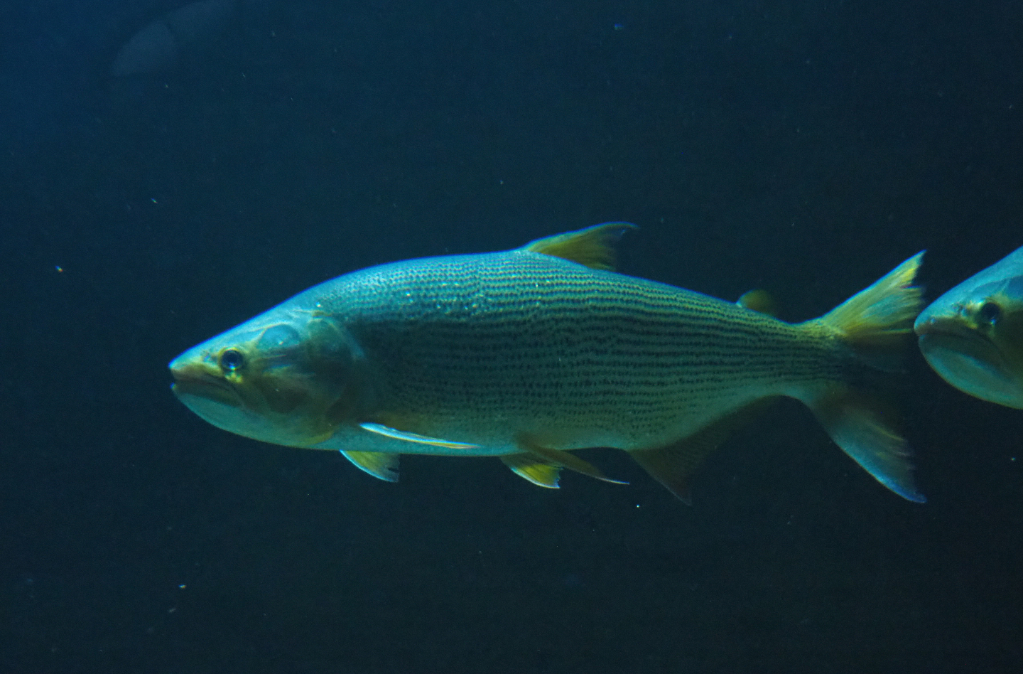 Golden Dorado (Salminus brasiliensis), 2019-12-30