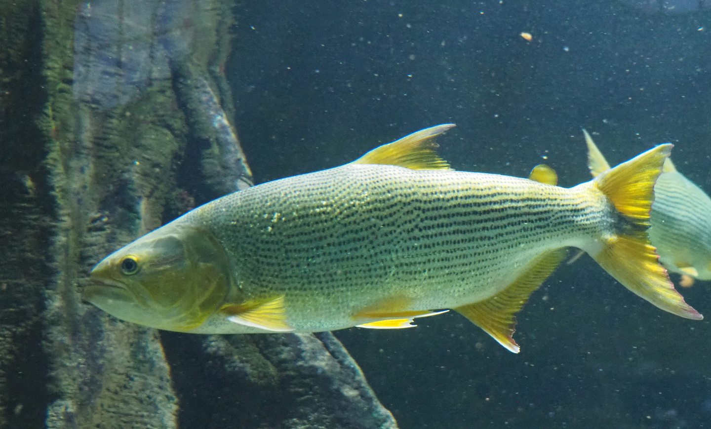 Golden Dorado (Salminus brasiliensis), 2020-06-28