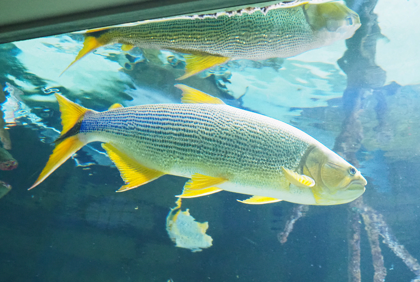 Golden Dorado (Salminus brasiliensis), 2022-03-16