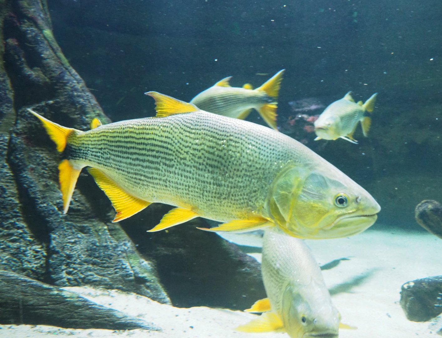 Golden Dorado (Salminus brasiliensis), 2022-05-26