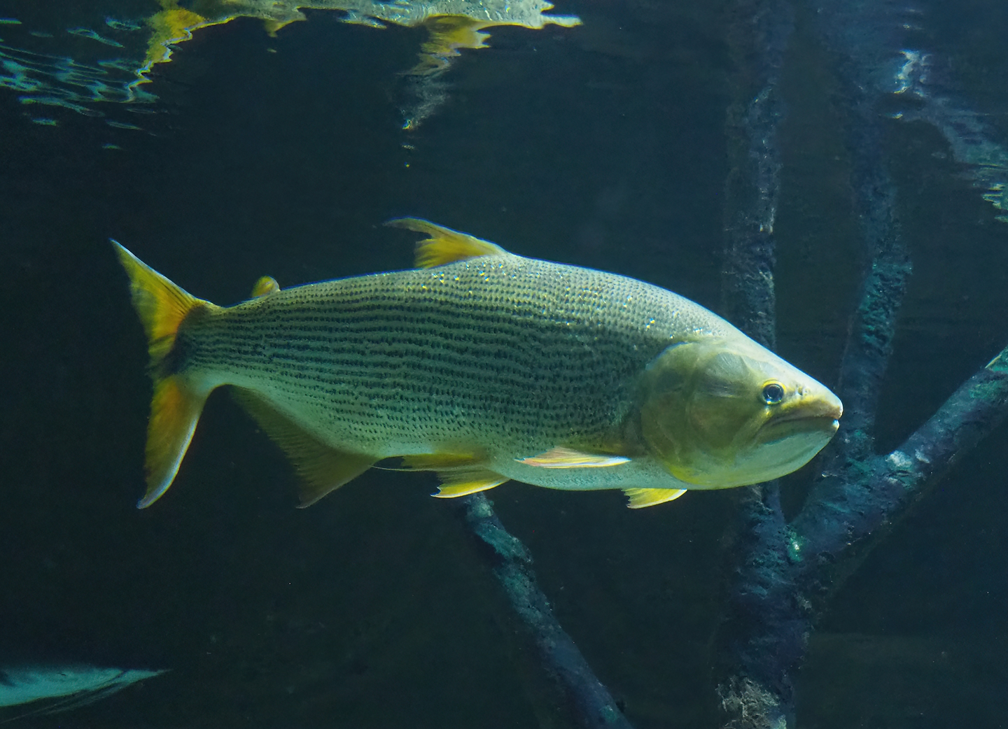 Golden Dorado (Salminus brasiliensis), 2022-08-16