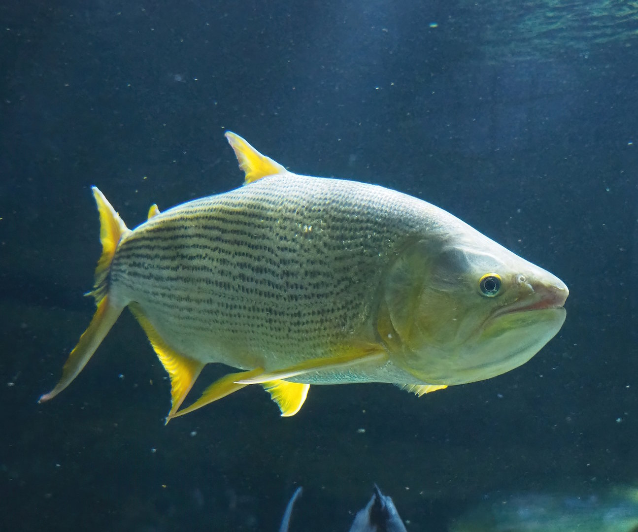 Golden Dorado (Salminus brasiliensis), 2022-10-29