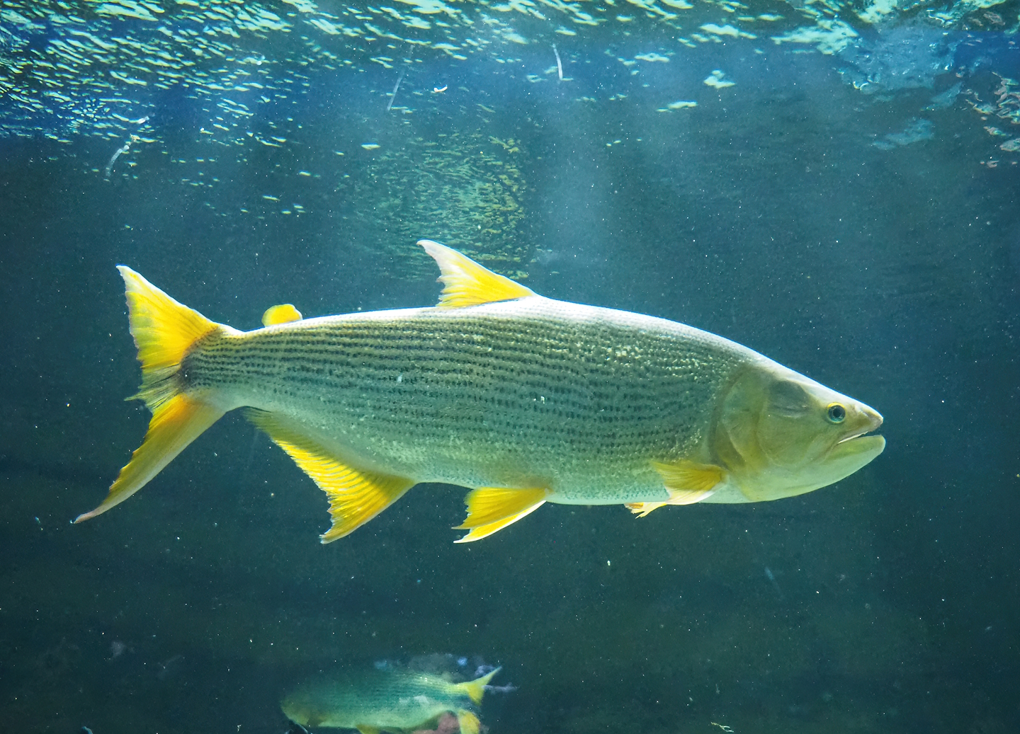 Golden Dorado (Salminus brasiliensis), 2022-10-29