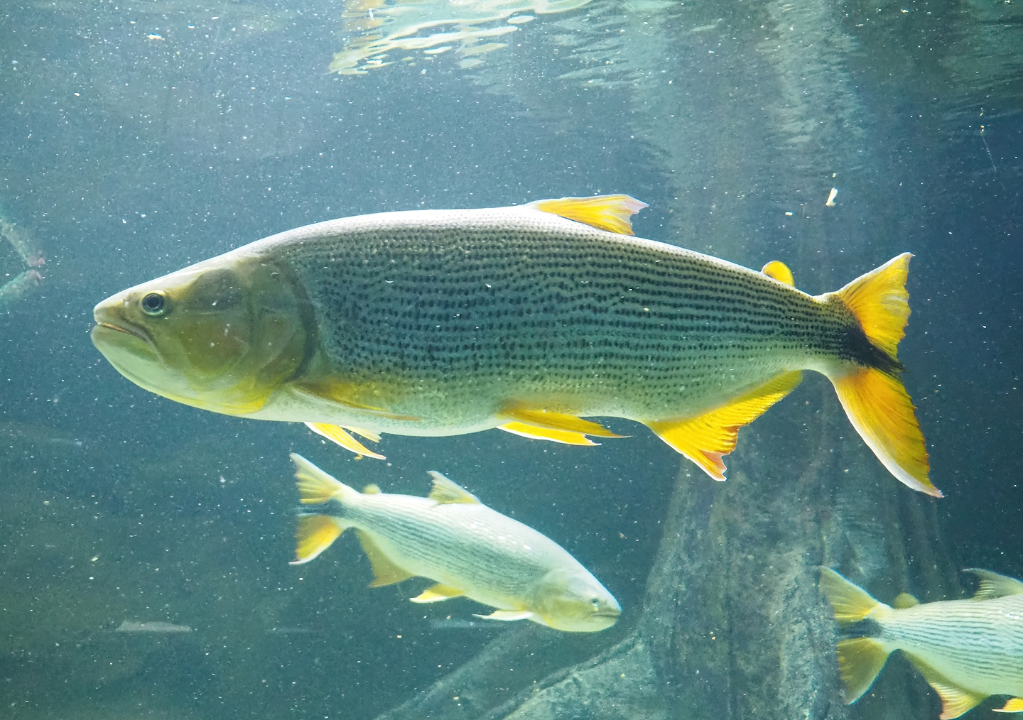 Golden Dorado (Salminus brasiliensis), 2023-07-02