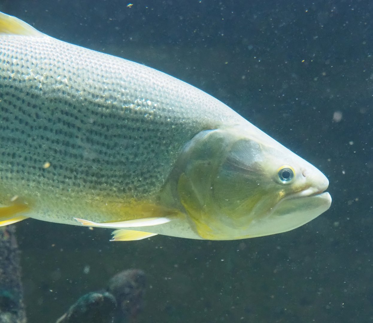 Golden Dorado (Salminus brasiliensis), 2023-07-02