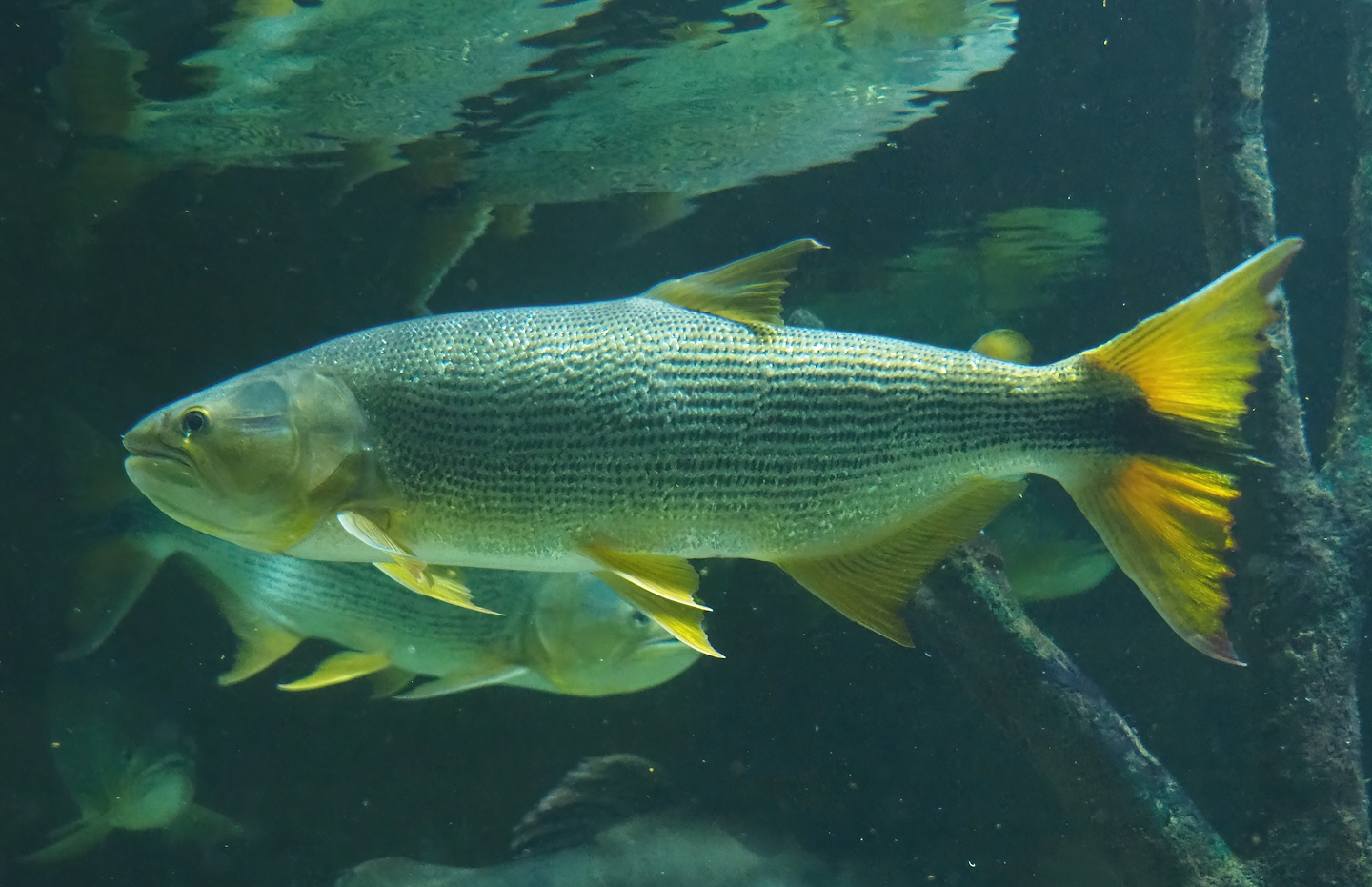 Golden Dorado (Salminus brasiliensis), 2023-07-22