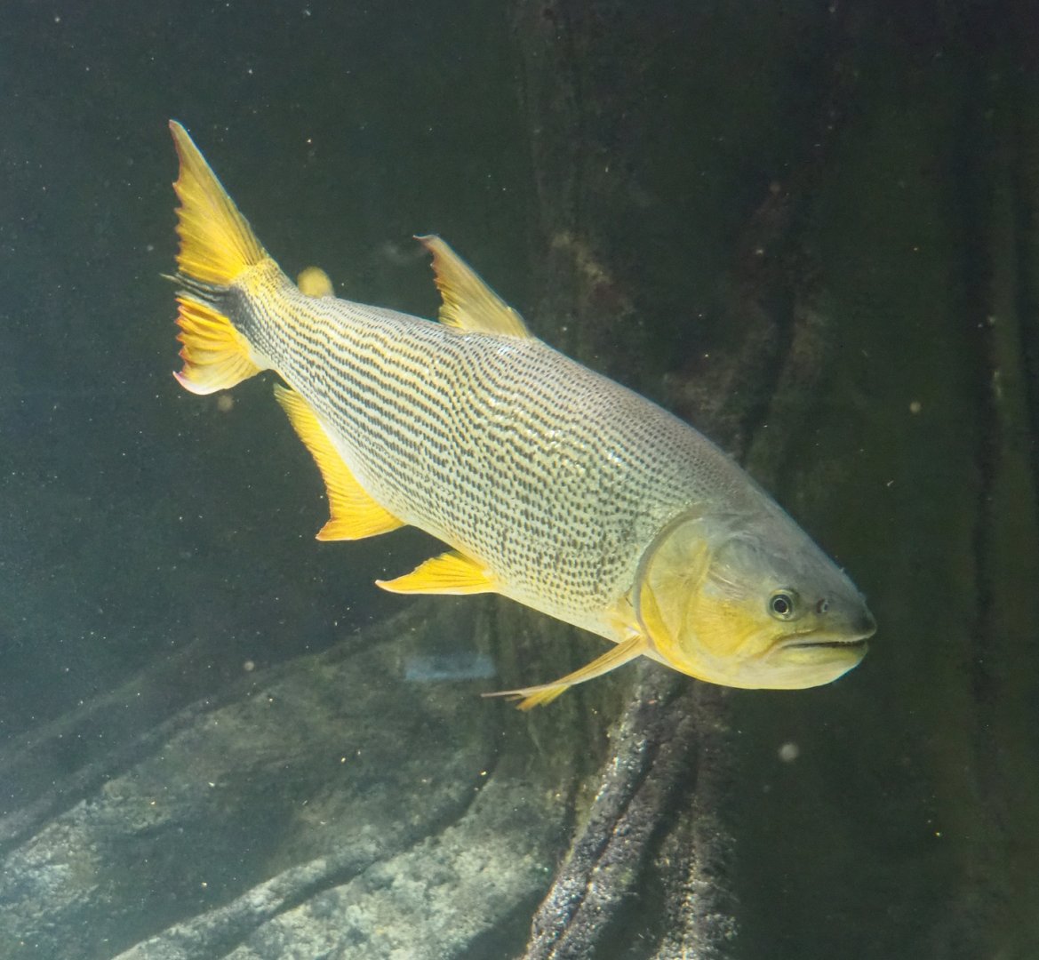 Golden Dorado (Salminus brasiliensis), 2024-02-17
