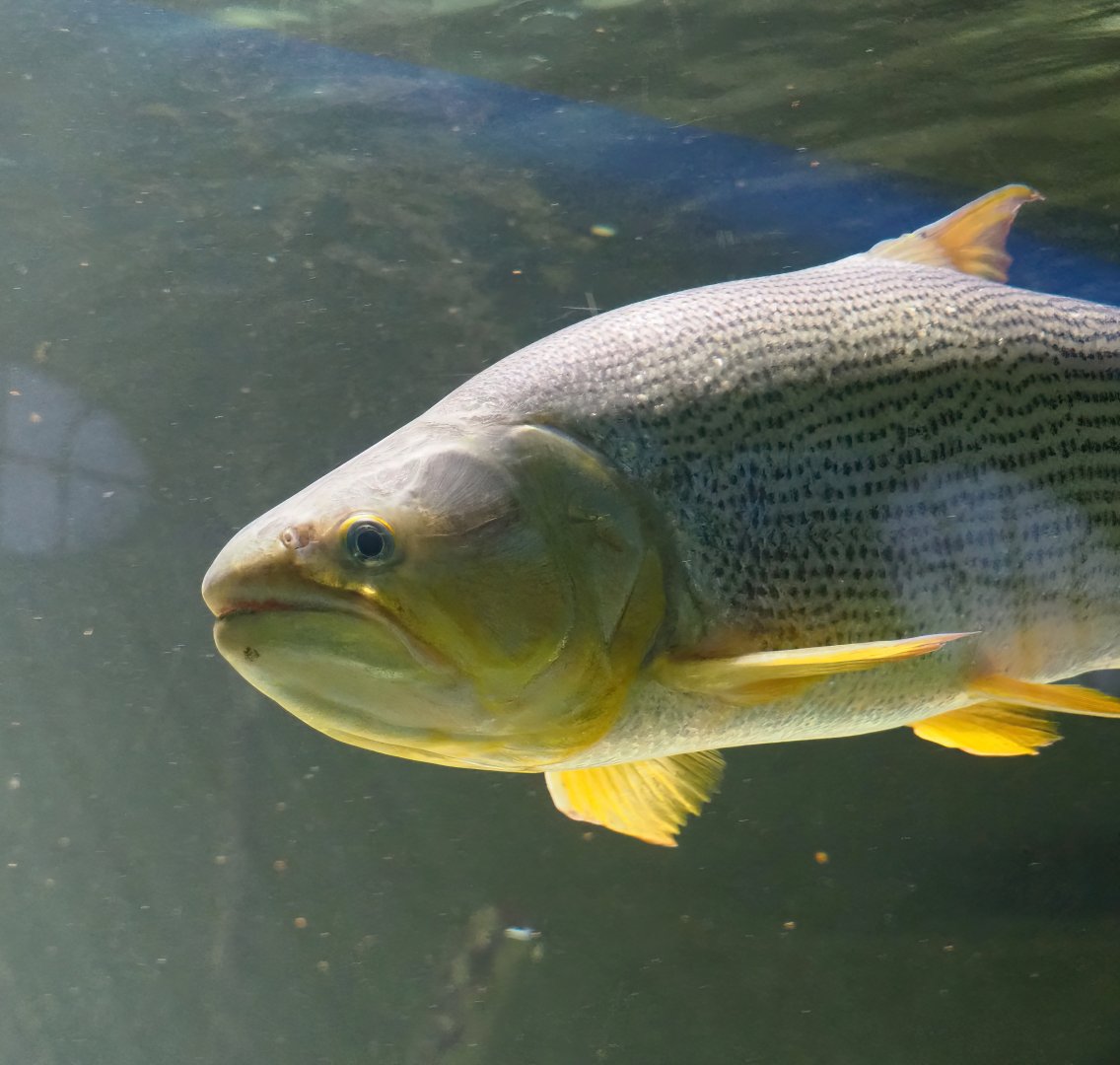 Golden Dorado (Salminus brasiliensis), 2024-02-17