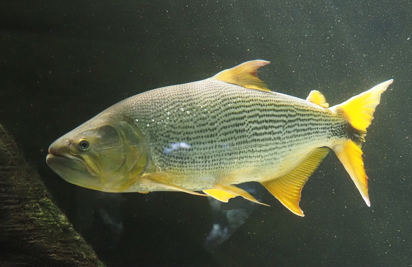 Golden Dorado (Salminus brasiliensis), 2024-03-09