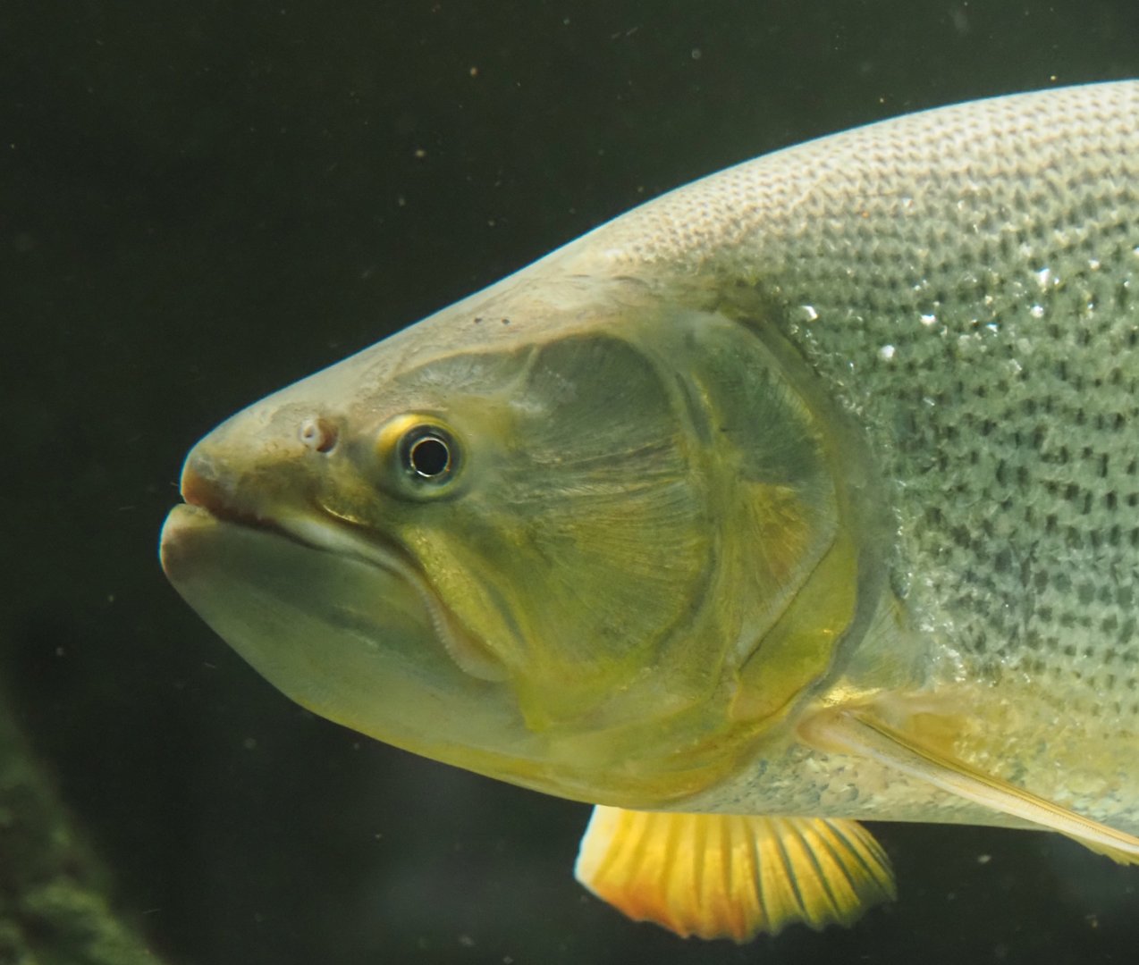 Golden Dorado (Salminus brasiliensis), 2024-03-09