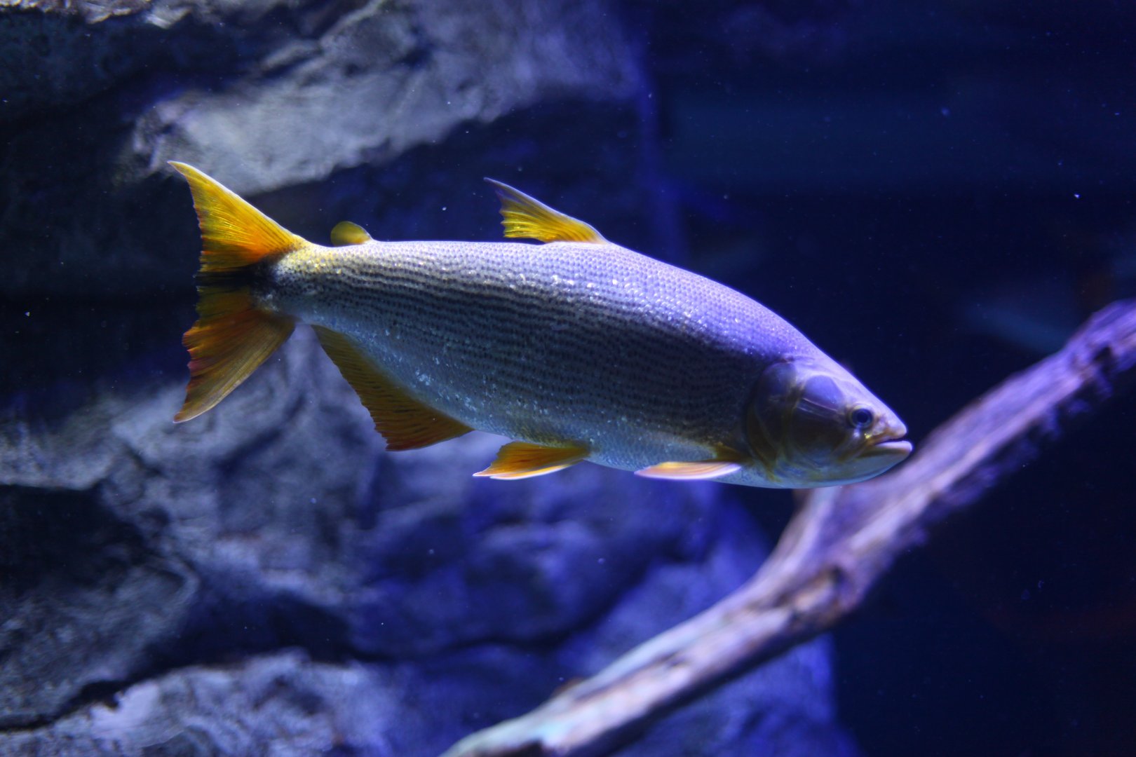 Golden dorado (Salminus brasiliensis)