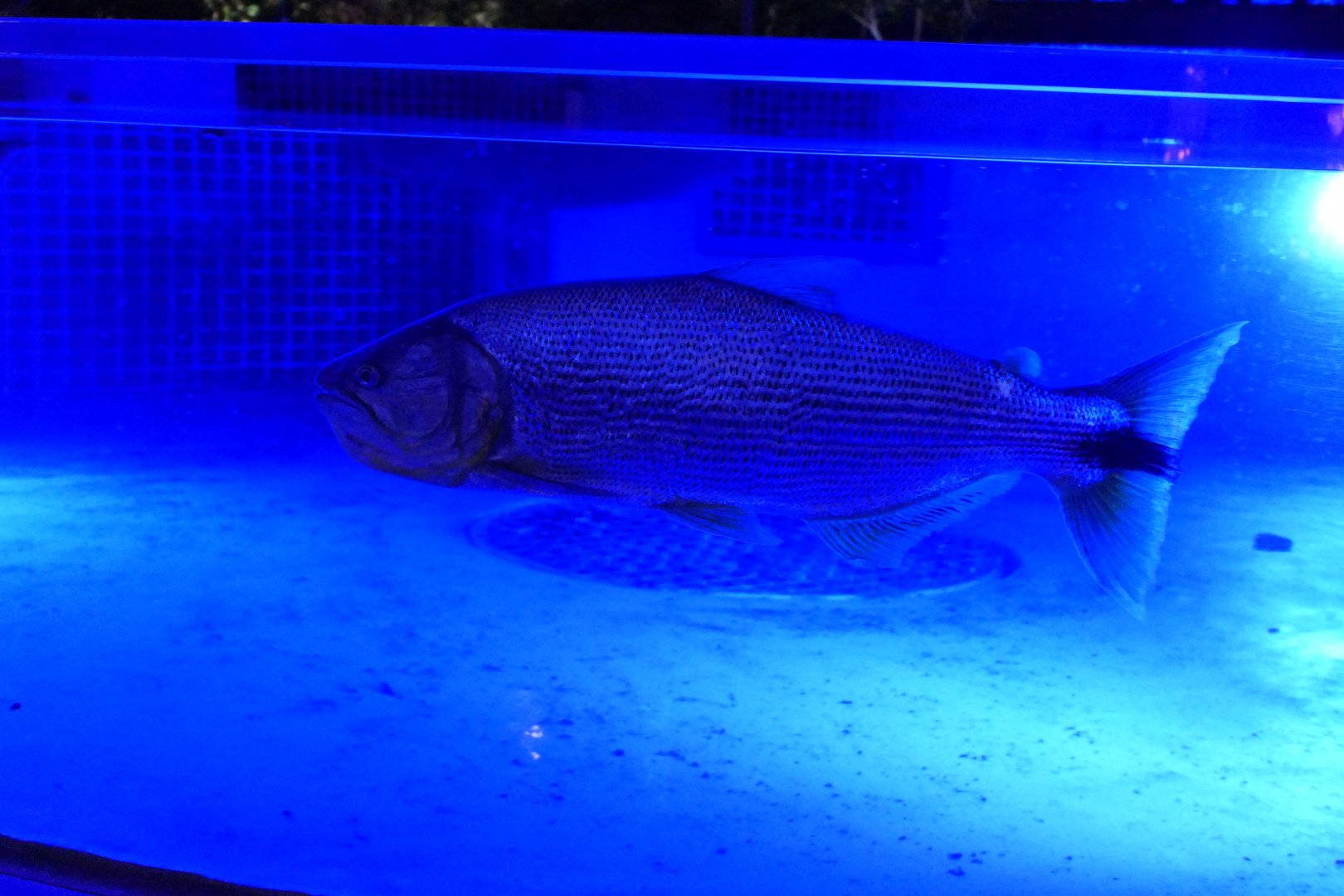 Golden Dorado (Salminus brasiliensis)