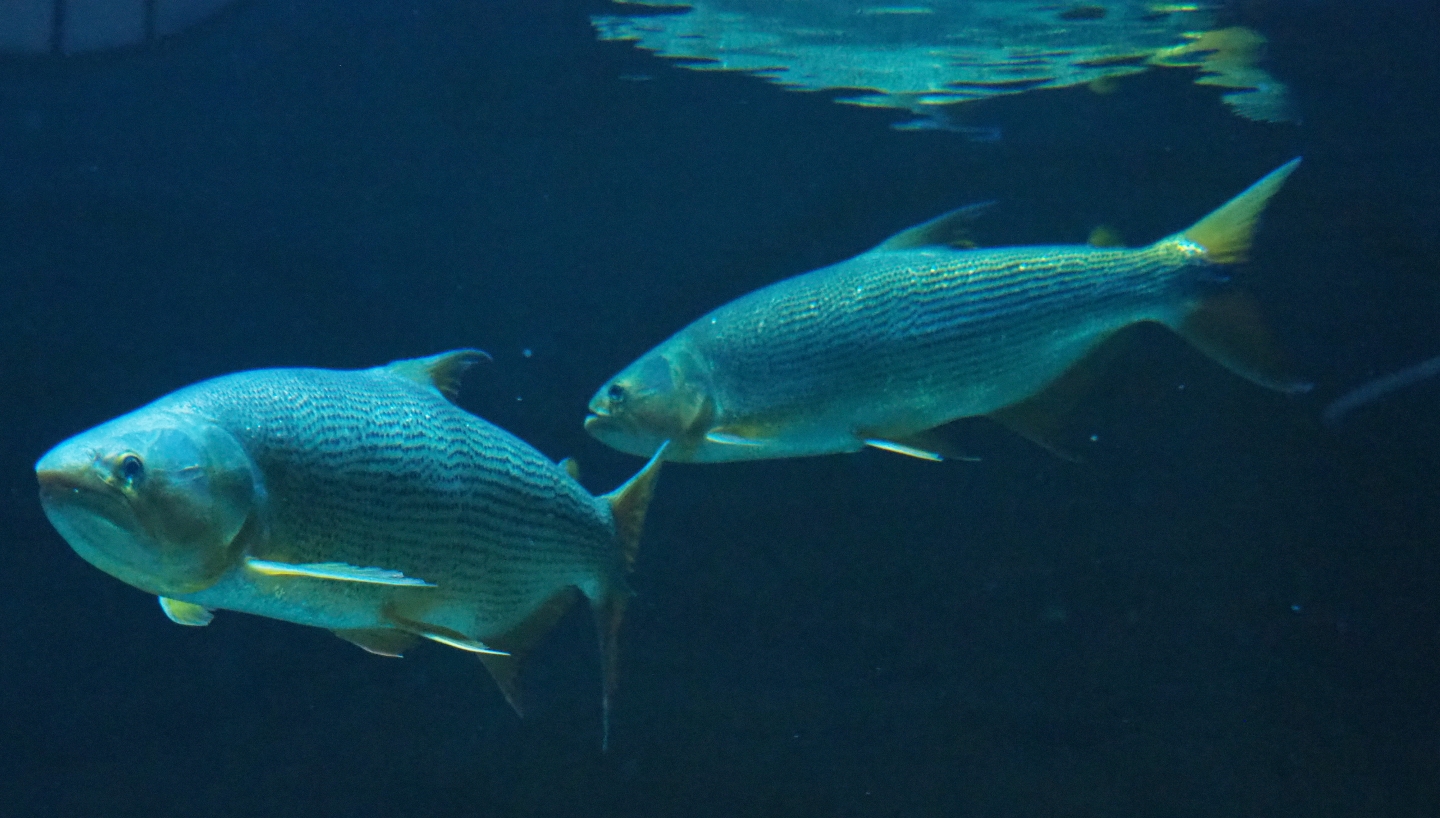Golden dorados (Salminus brasiliensis), 2019-04-20