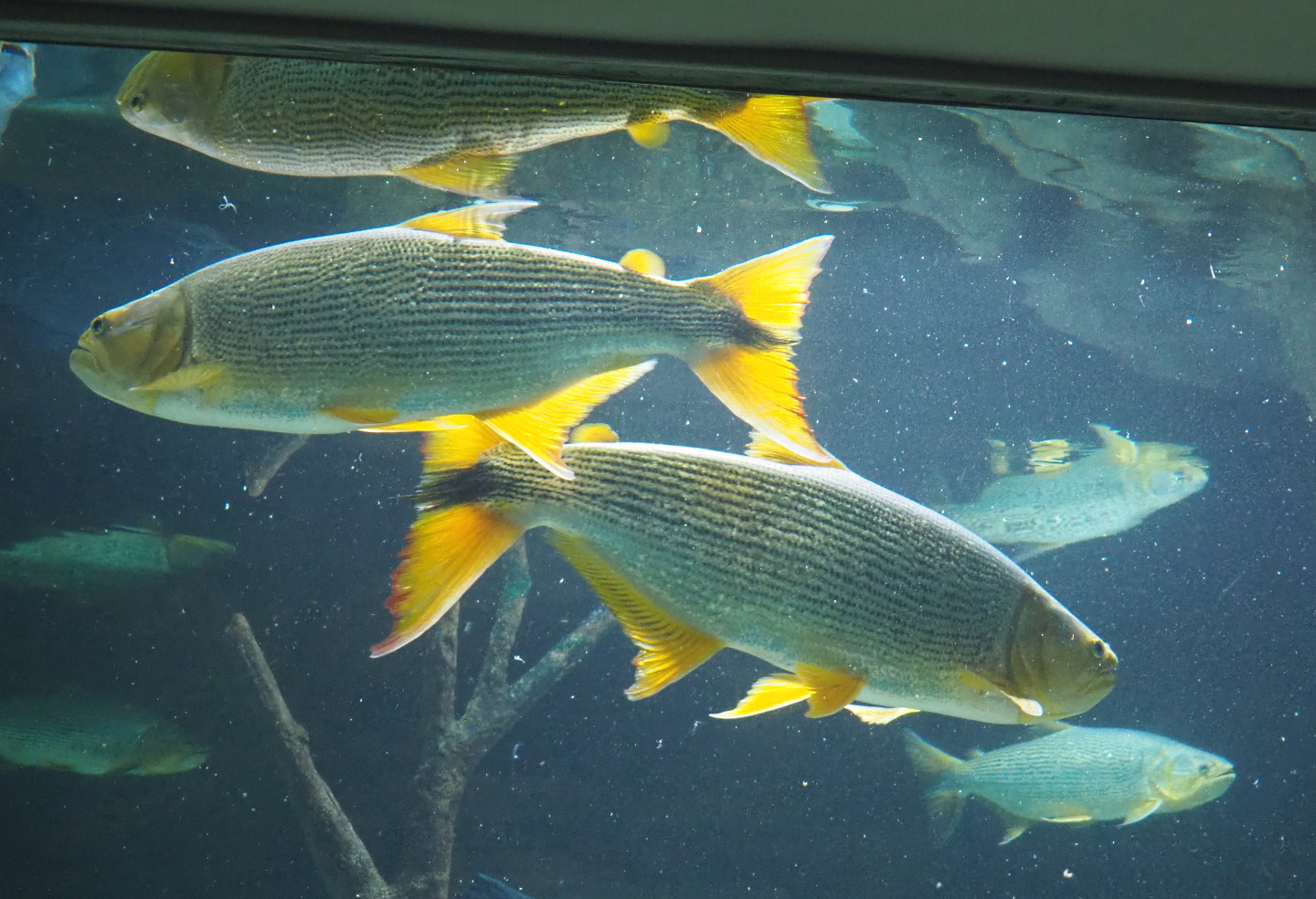 Golden dorados (Salminus brasiliensis), 2021-07-17
