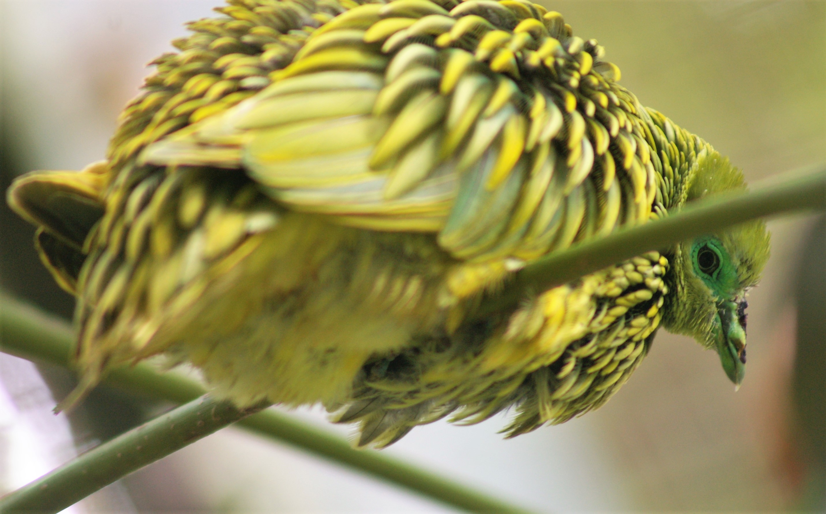 Golden Dove (Chrysoenas luteovirens)
