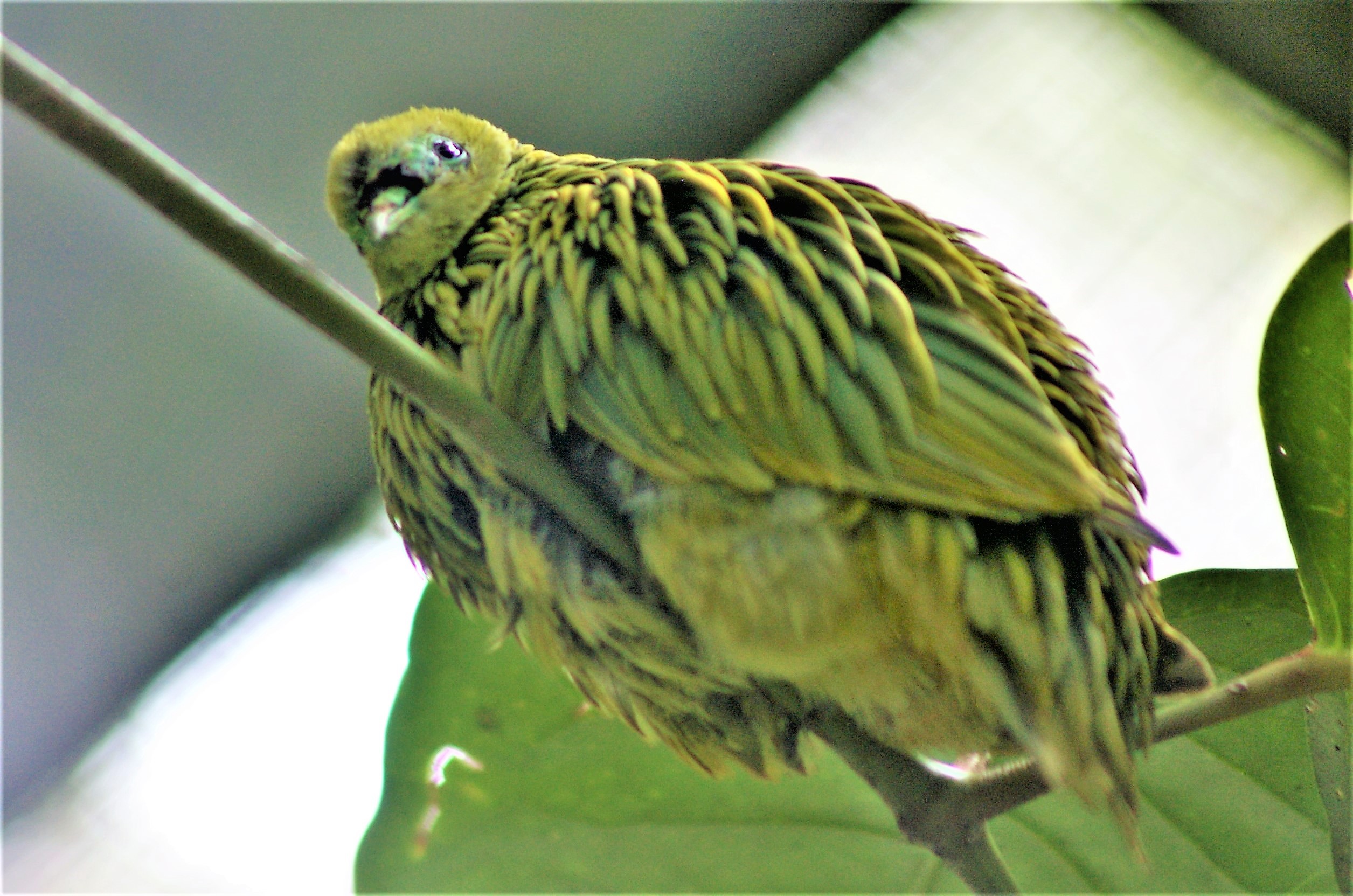 Golden Dove (Chrysoenas luteovirens)