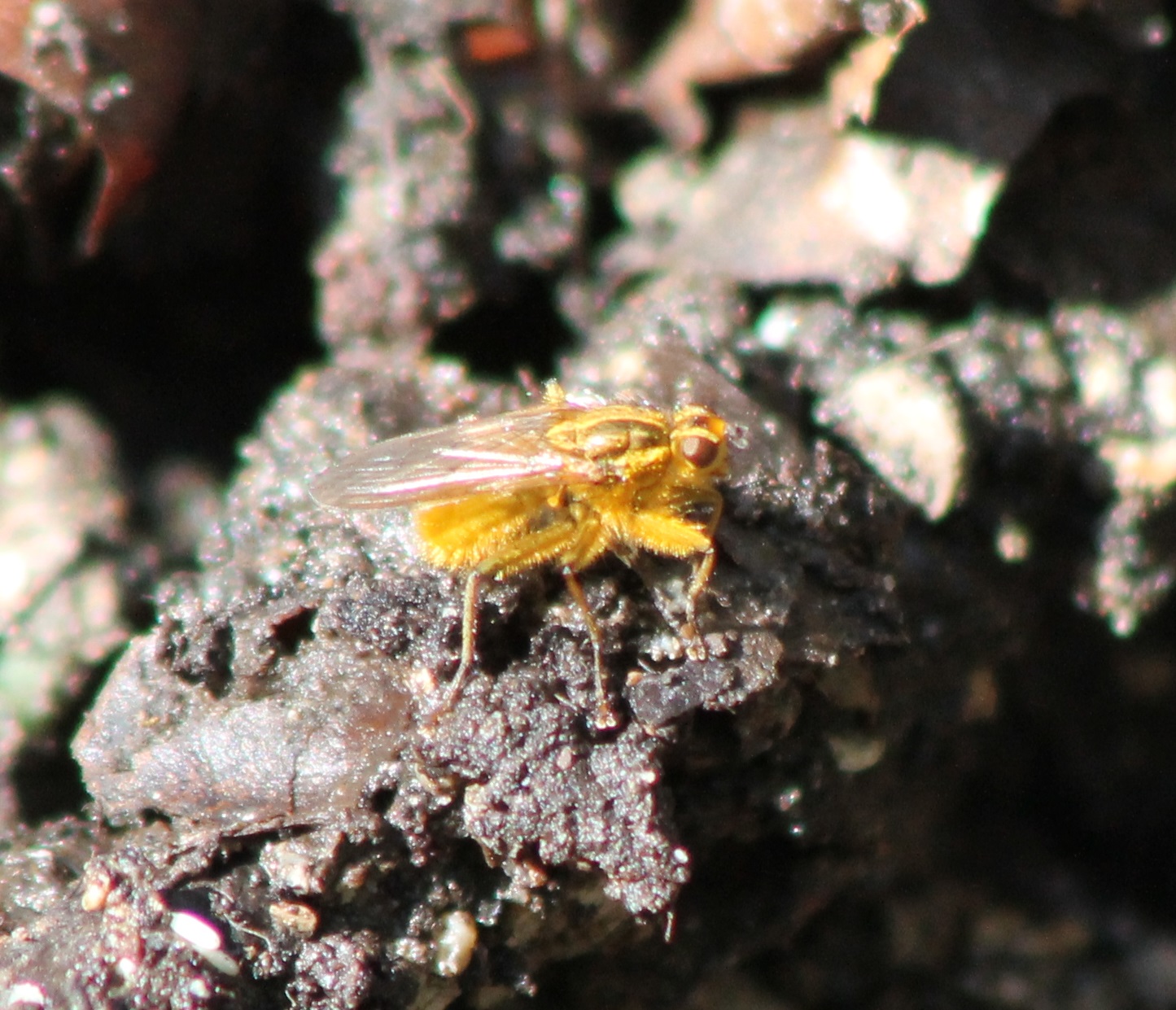 Golden dung fly