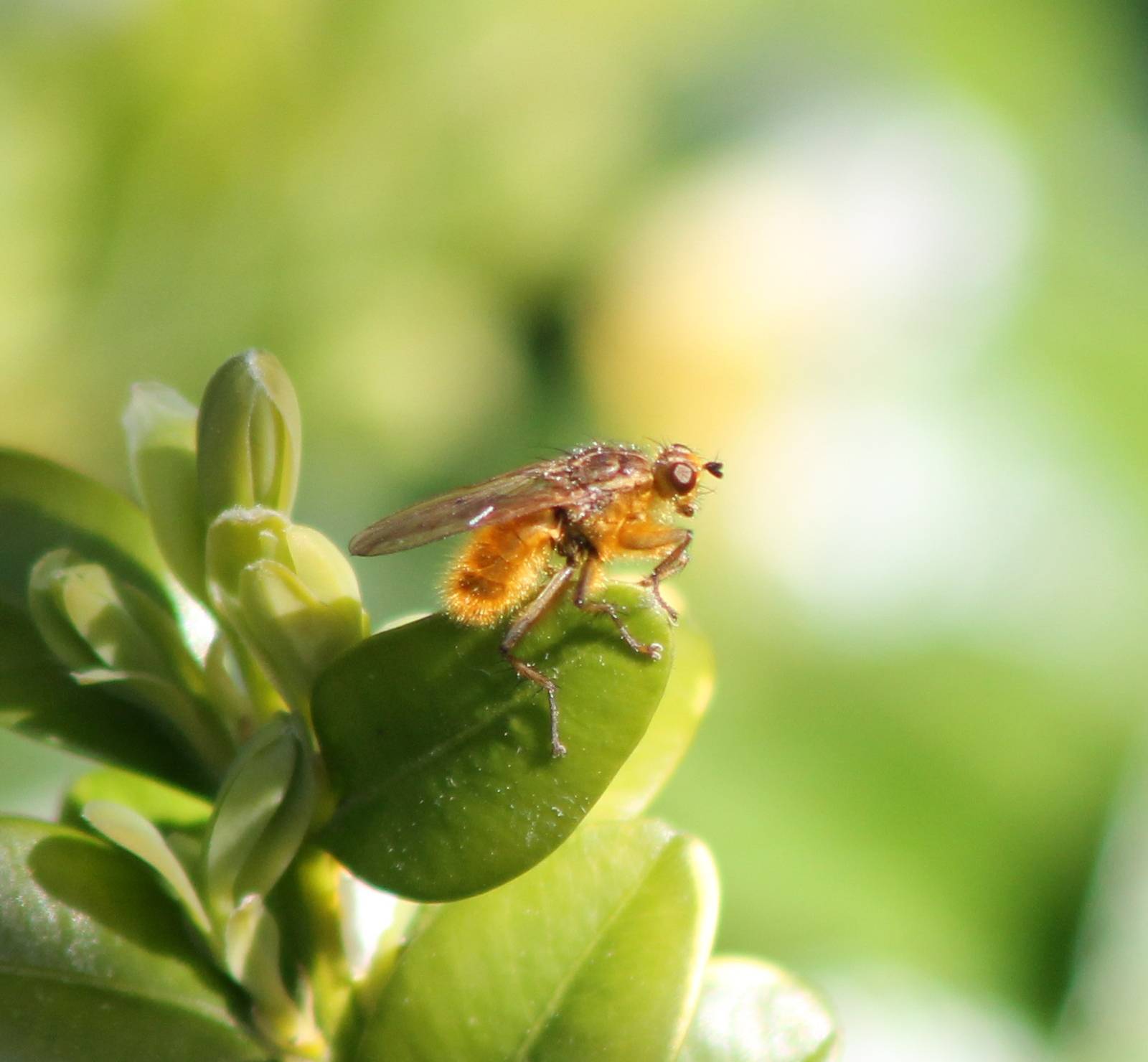 Golden dung fly