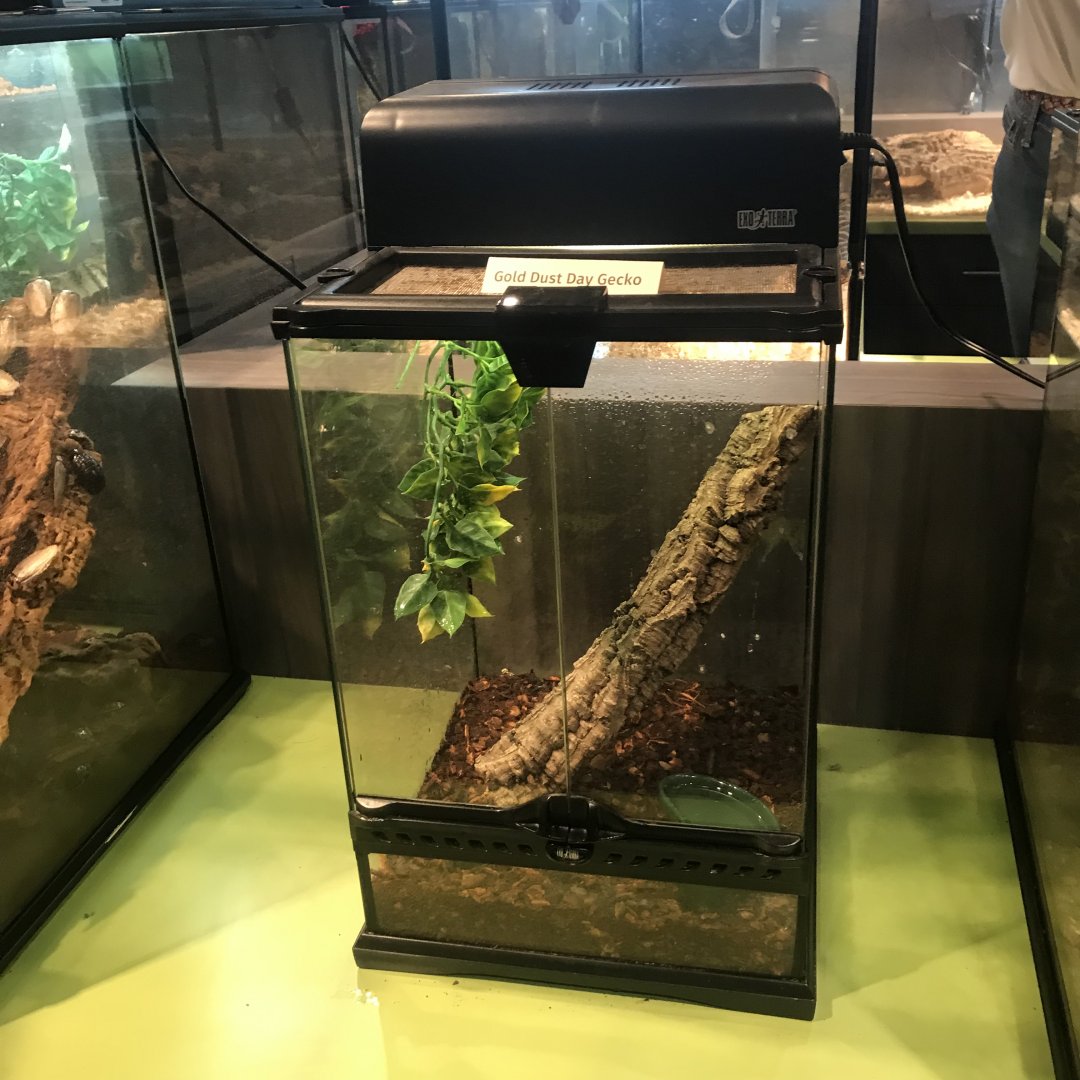Golden Dust Day Gecko Terrarium