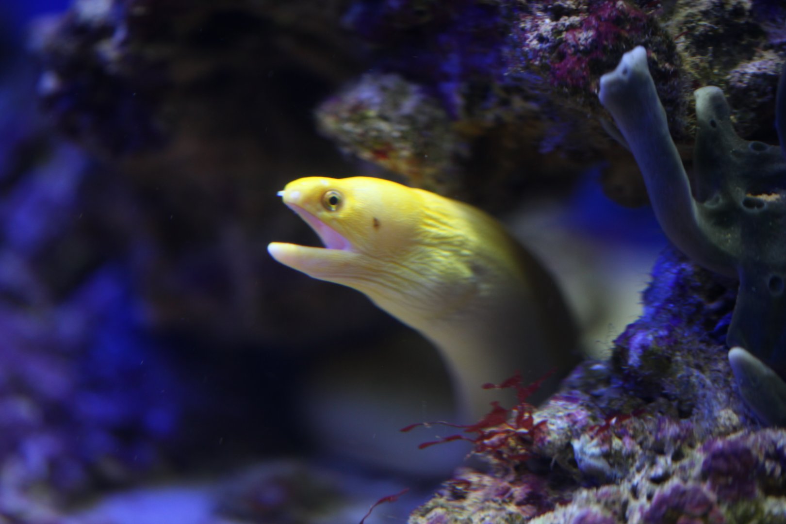 Golden dwarf moray (Gymnothorax melatremus)?