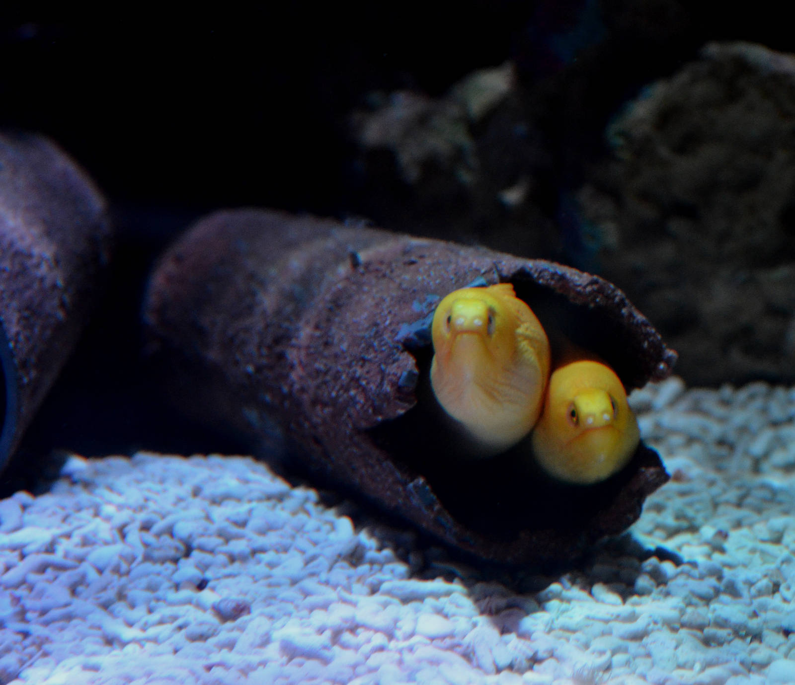 Golden Dwarf Moray
