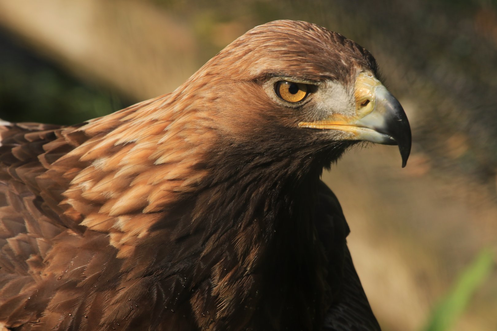 Golden Eagel (April 2019)