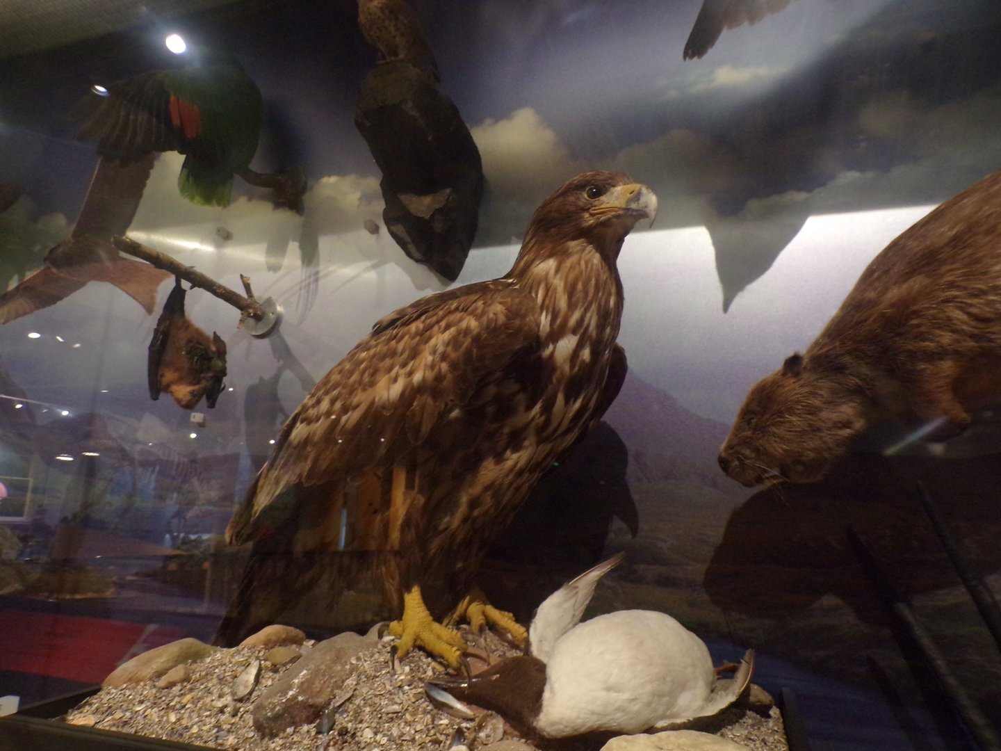 Golden eagle 30.12.22