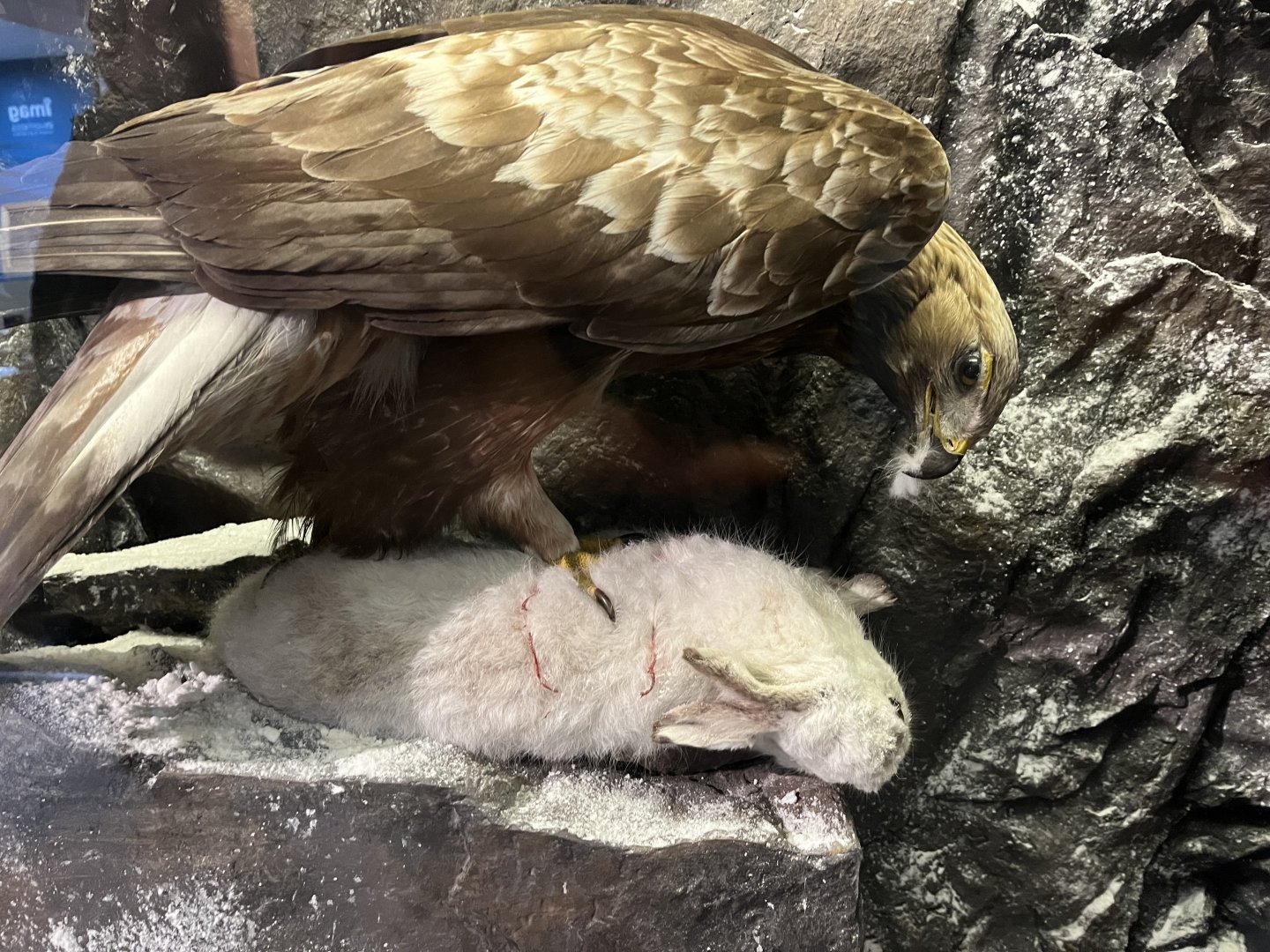 Golden eagle and mountain hare (Taken at Inverness museum 3.4.24)