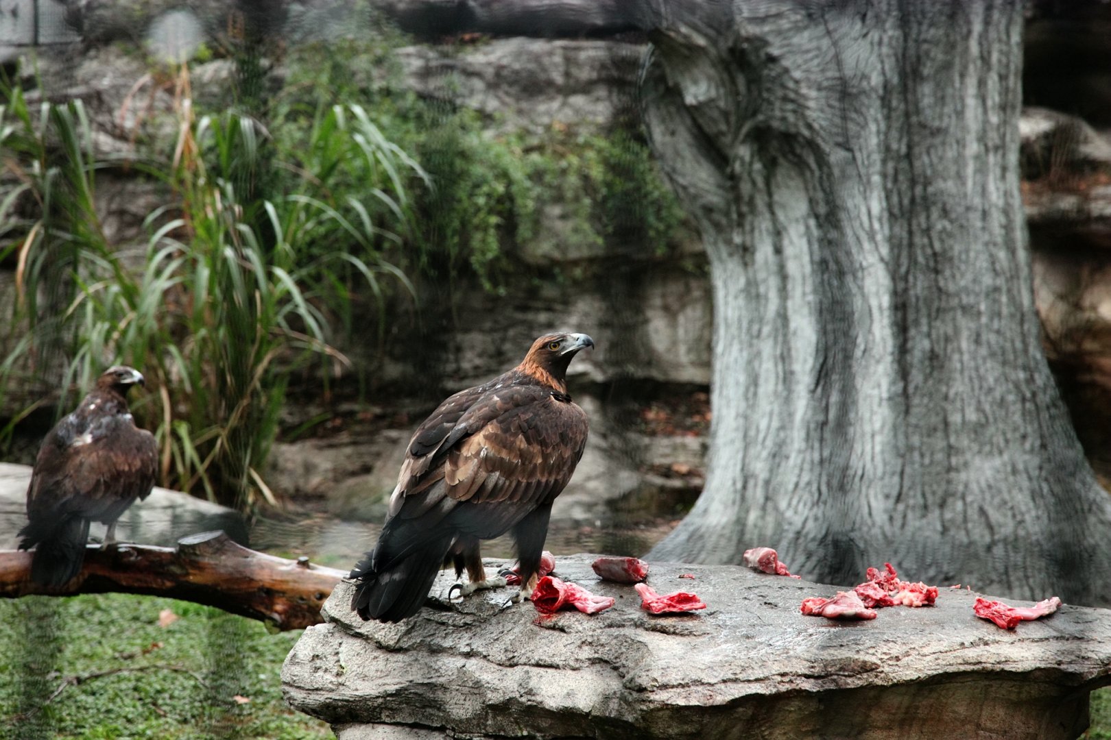 Golden eagle and steppe eagle