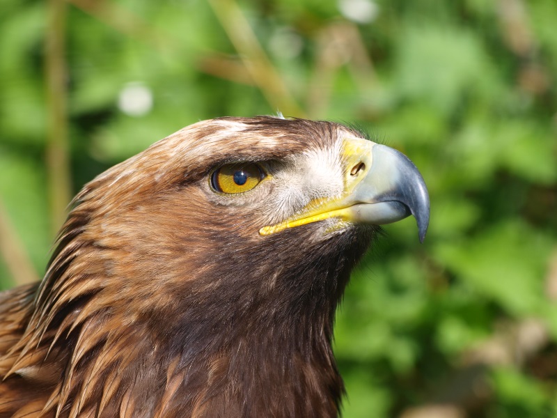 Golden eagle (April 19th, 2015)