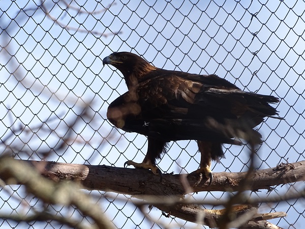 Golden eagle (Aquila chrysaetos) (04/22)