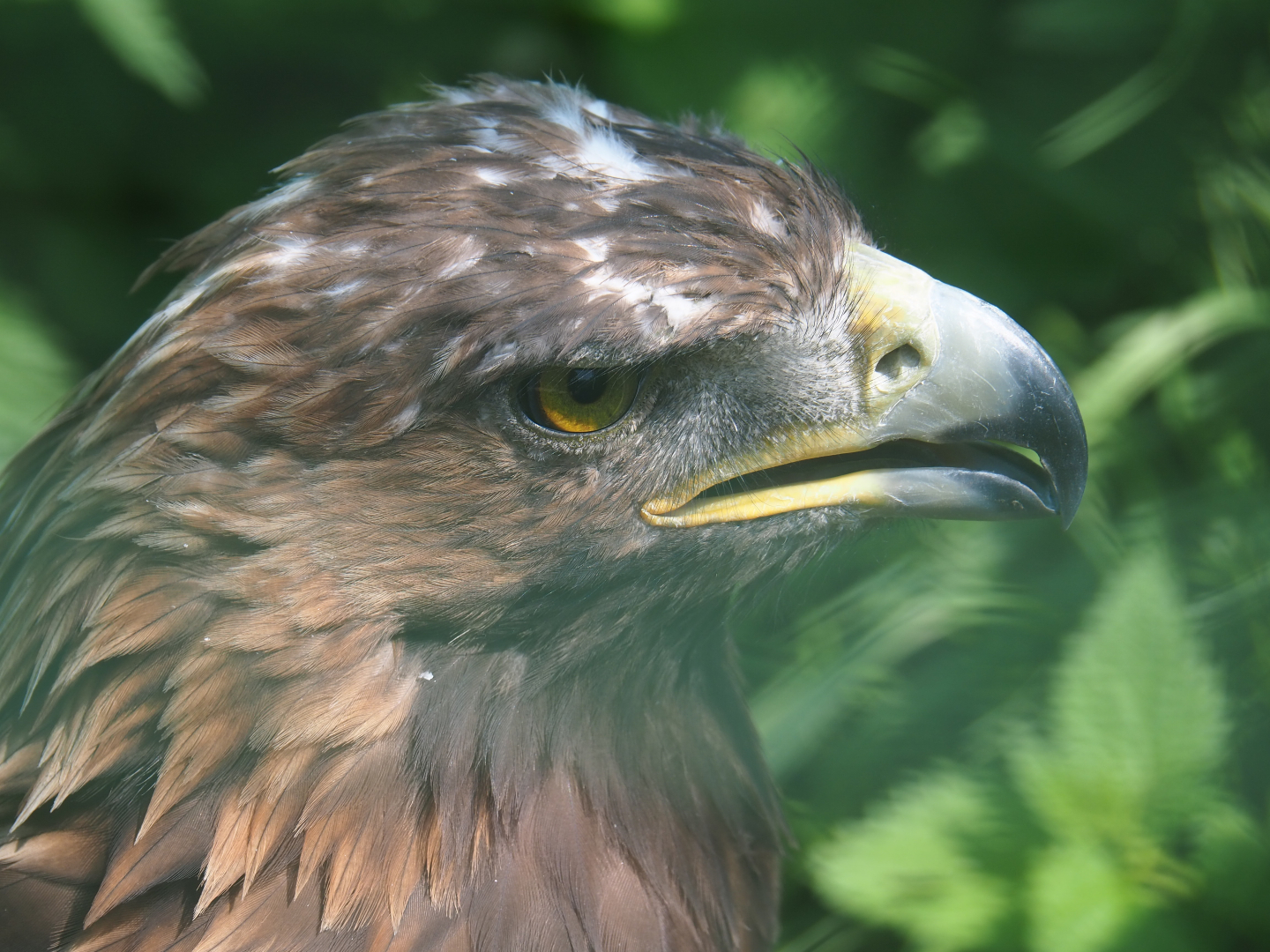 Golden eagle (Aquila chrysaetos), 2019-08-04