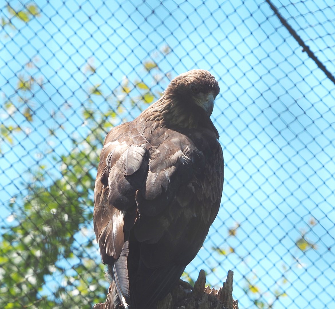 Golden eagle (Aquila chrysaetos), 2022-06-28