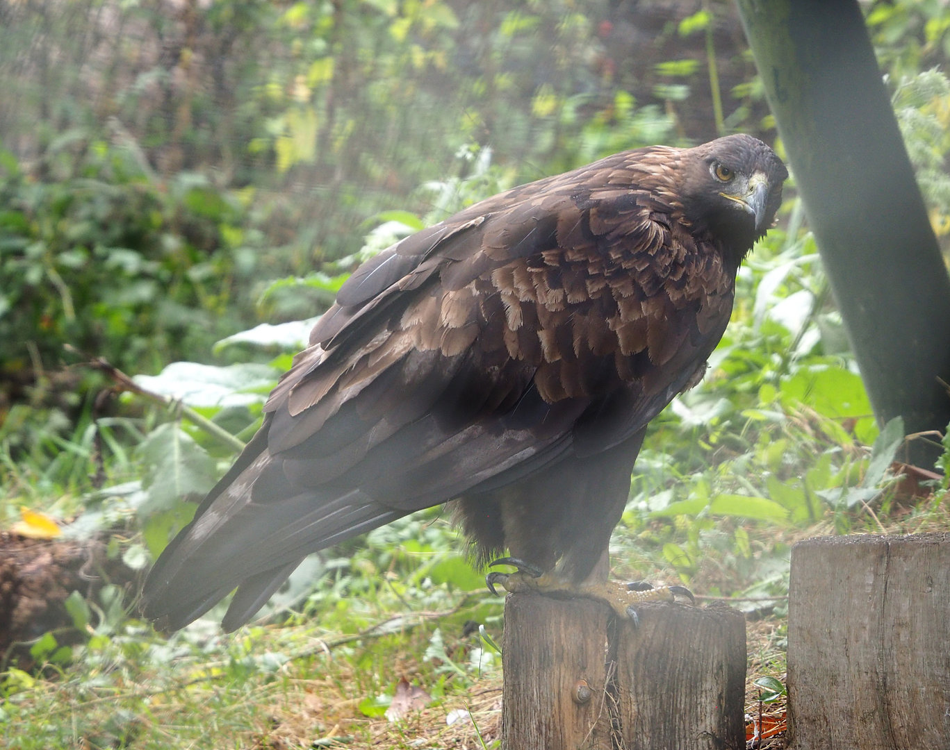Golden eagle (Aquila chrysaetos), 2022-09-15