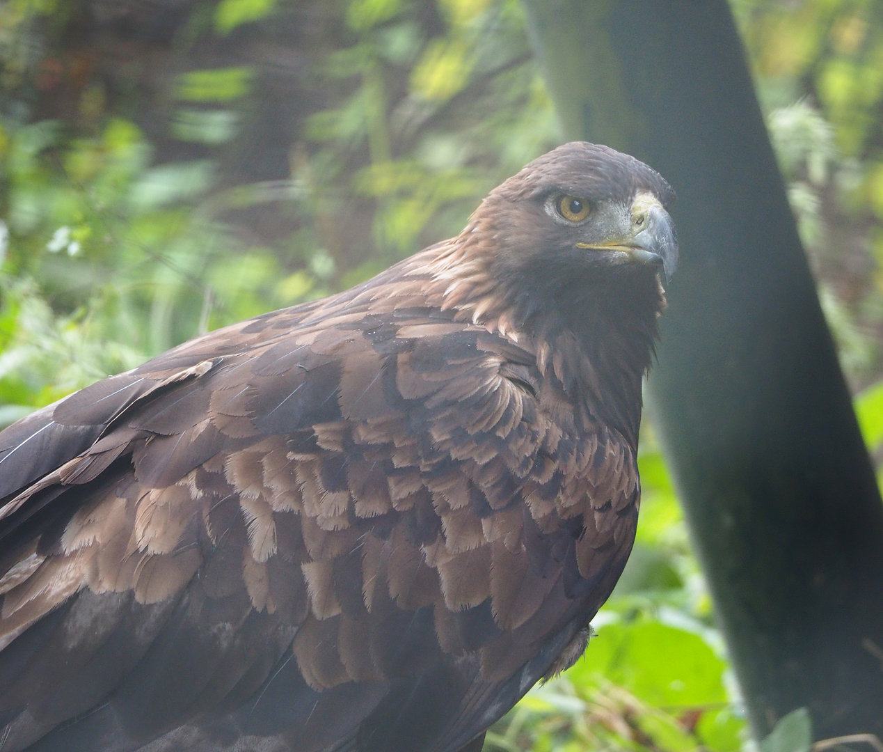 Golden eagle (Aquila chrysaetos), 2022-09-15
