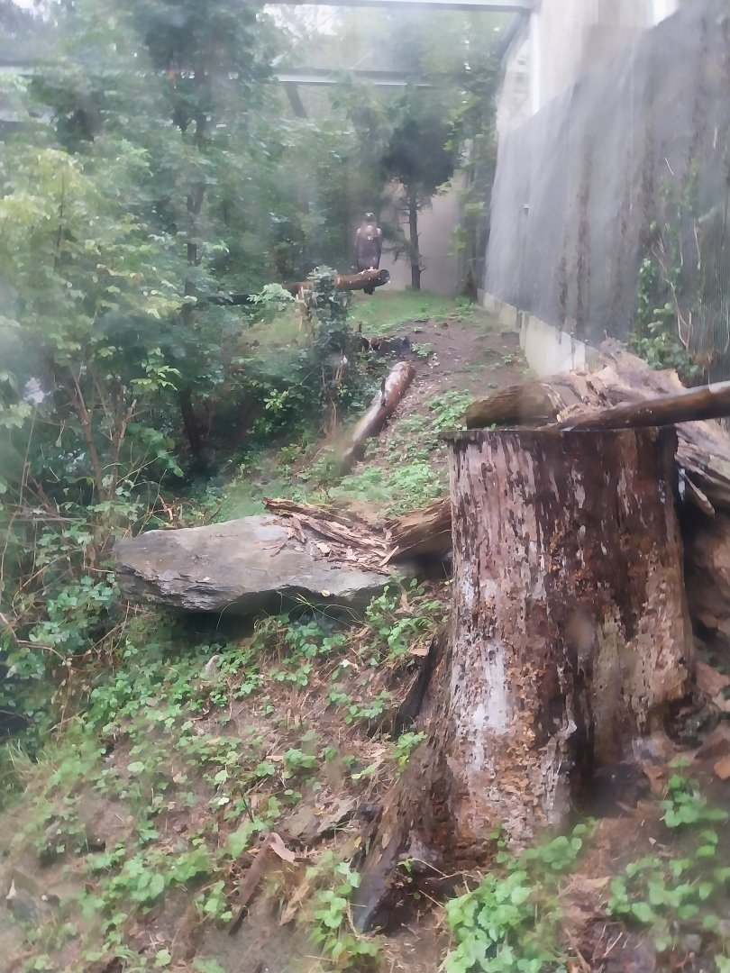 Golden eagle (Aquila chrysaetos)  aviary