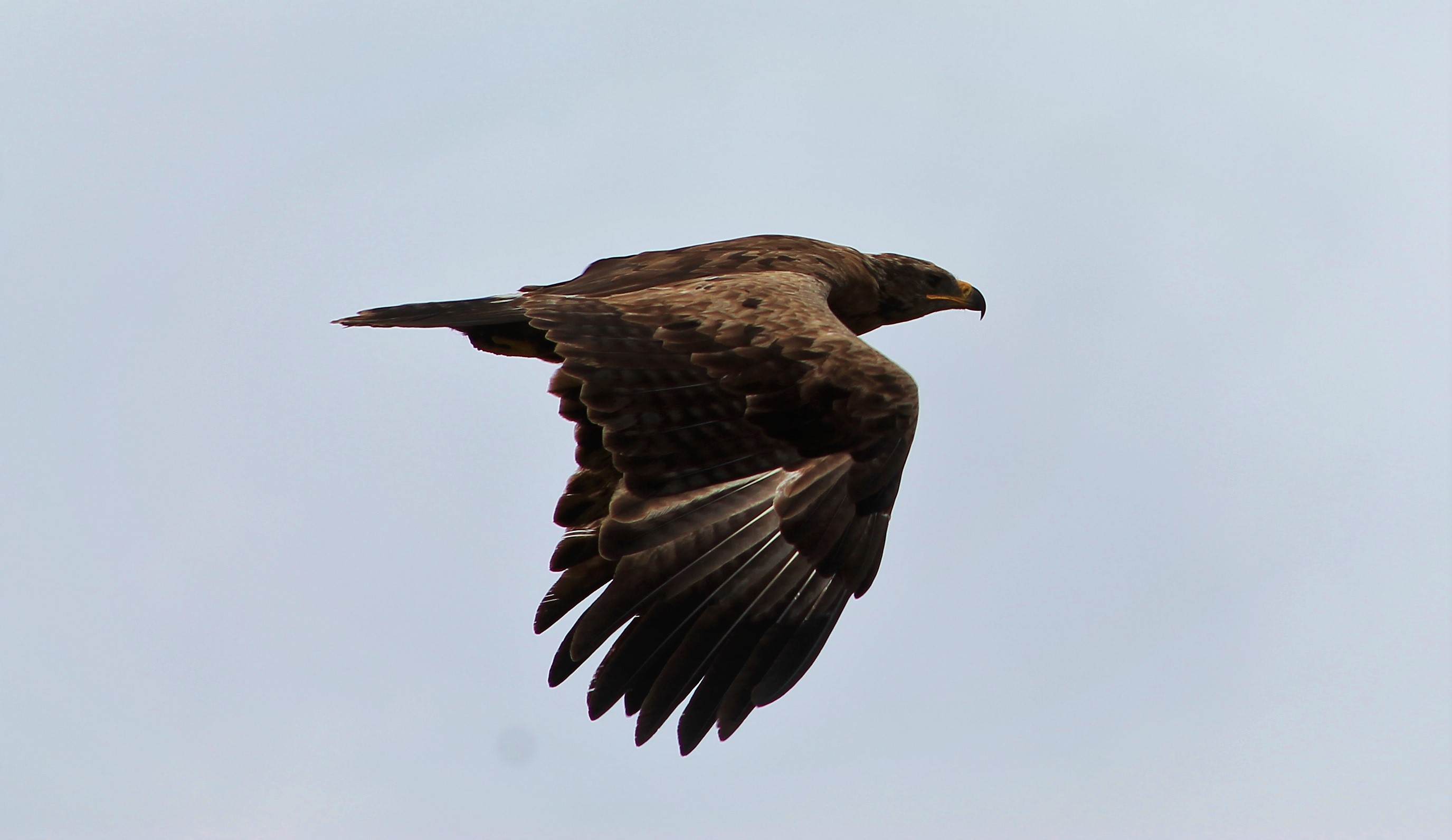 Golden Eagle (Aquila chrysaetos daphanea)