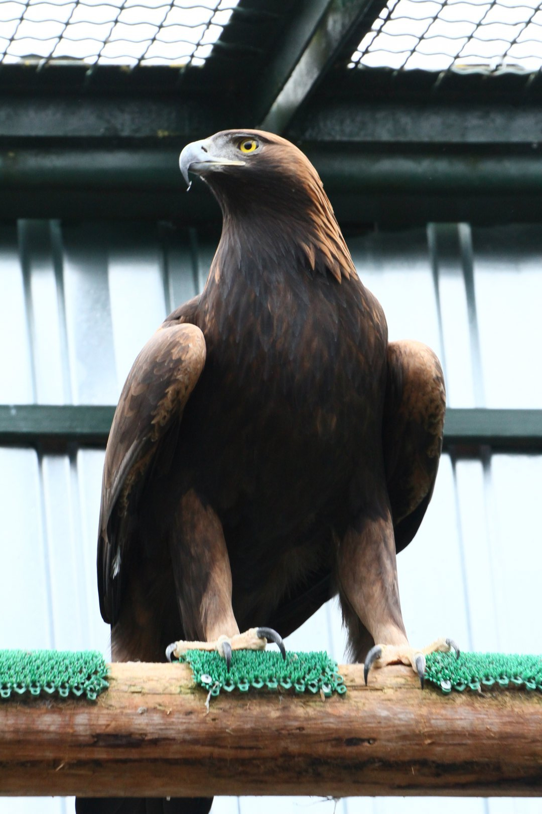 Golden eagle (Aquila chrysaetos)