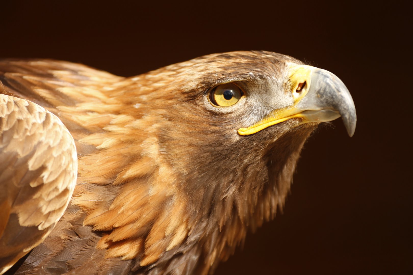 Golden eagle (Aquila chrysaetos)