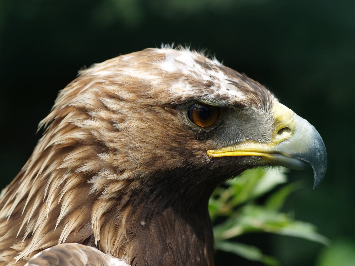 Golden eagle (Aquila chrysaetos)