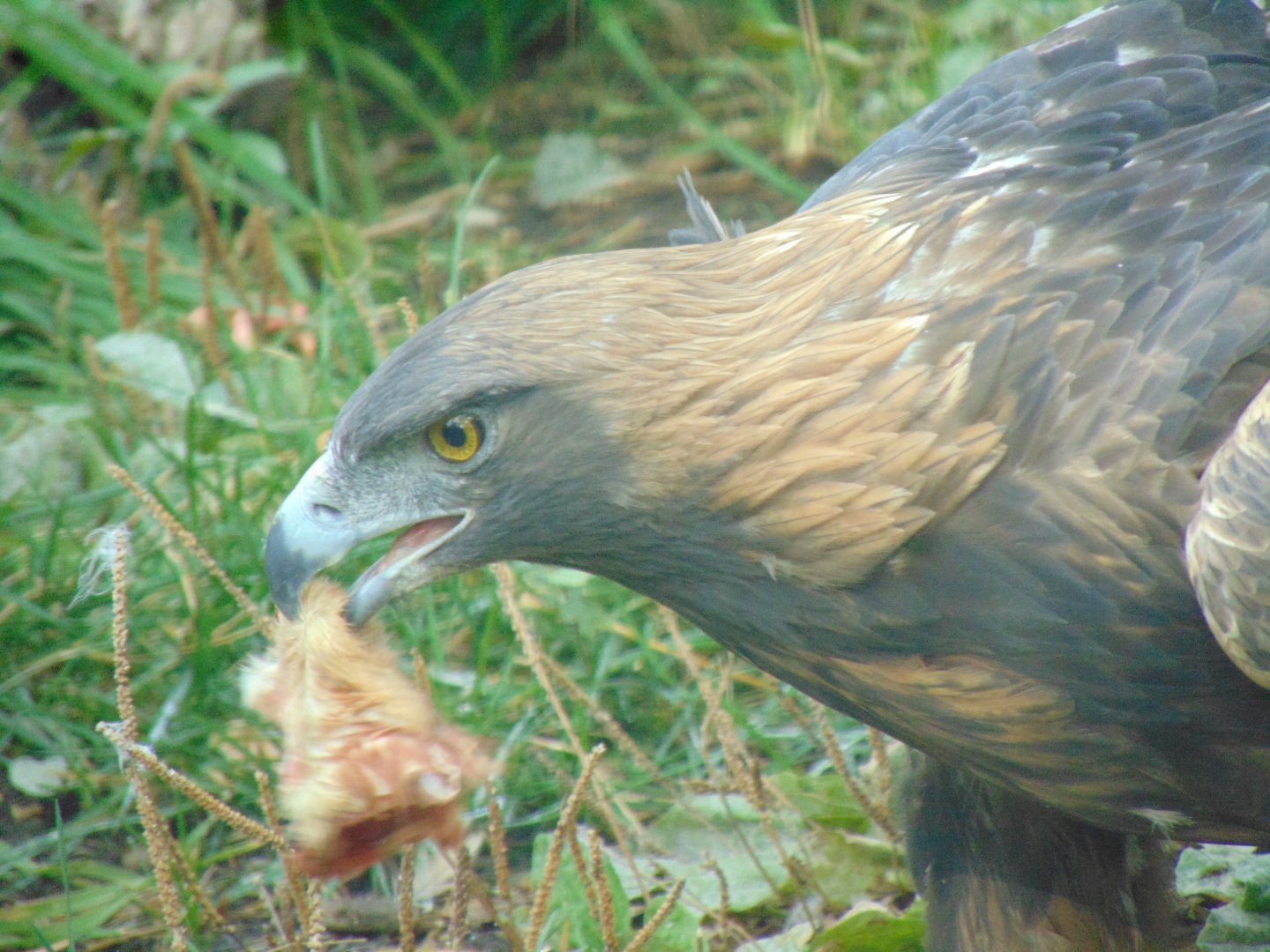 Golden Eagle (Aquila chrysaetos)