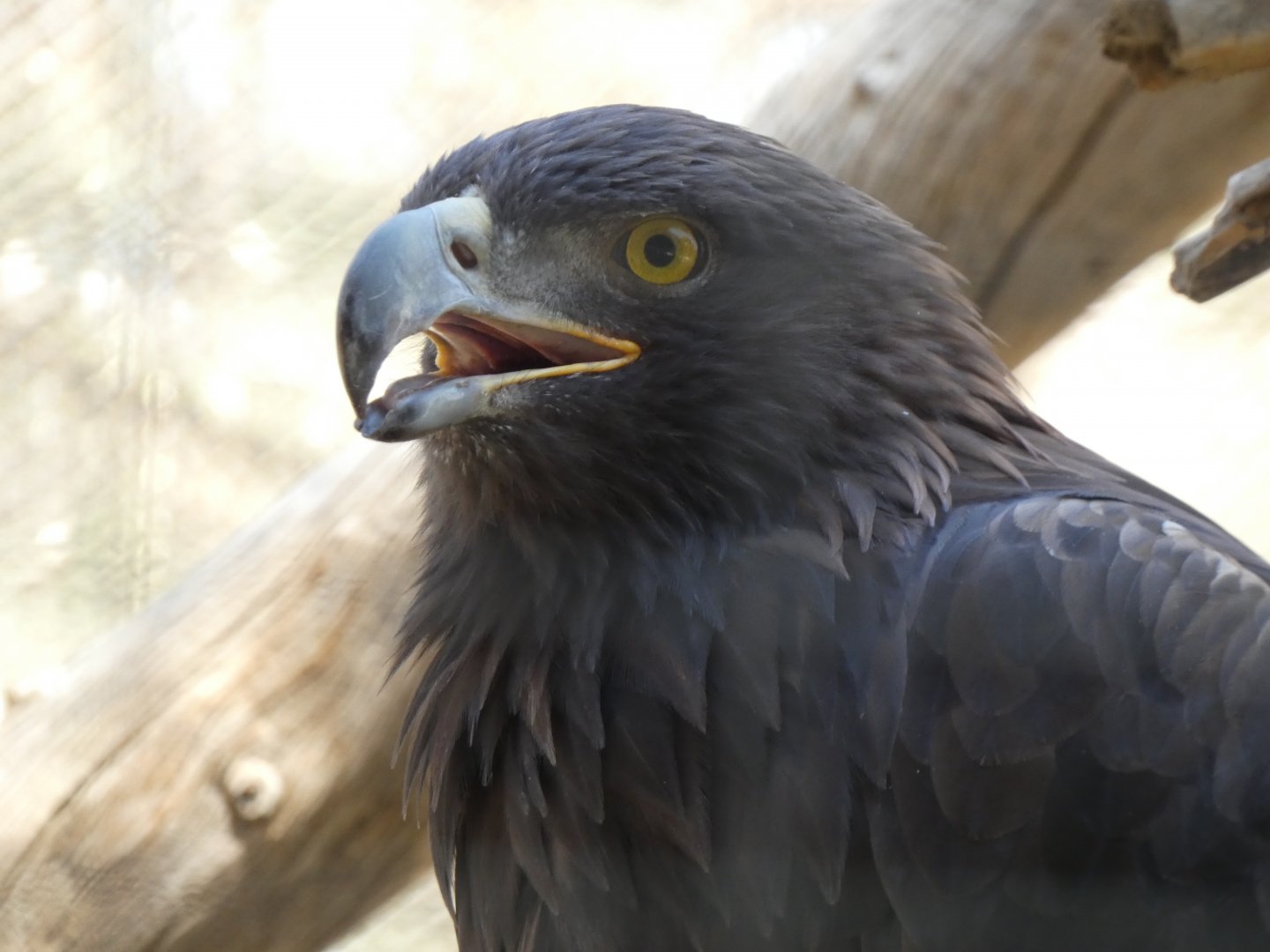 Golden eagle (Aquila chrysaetos)
