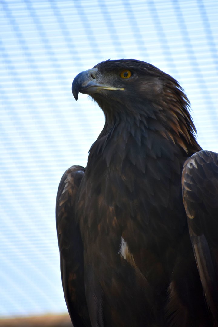 Golden Eagle - Aquila chrysaetos