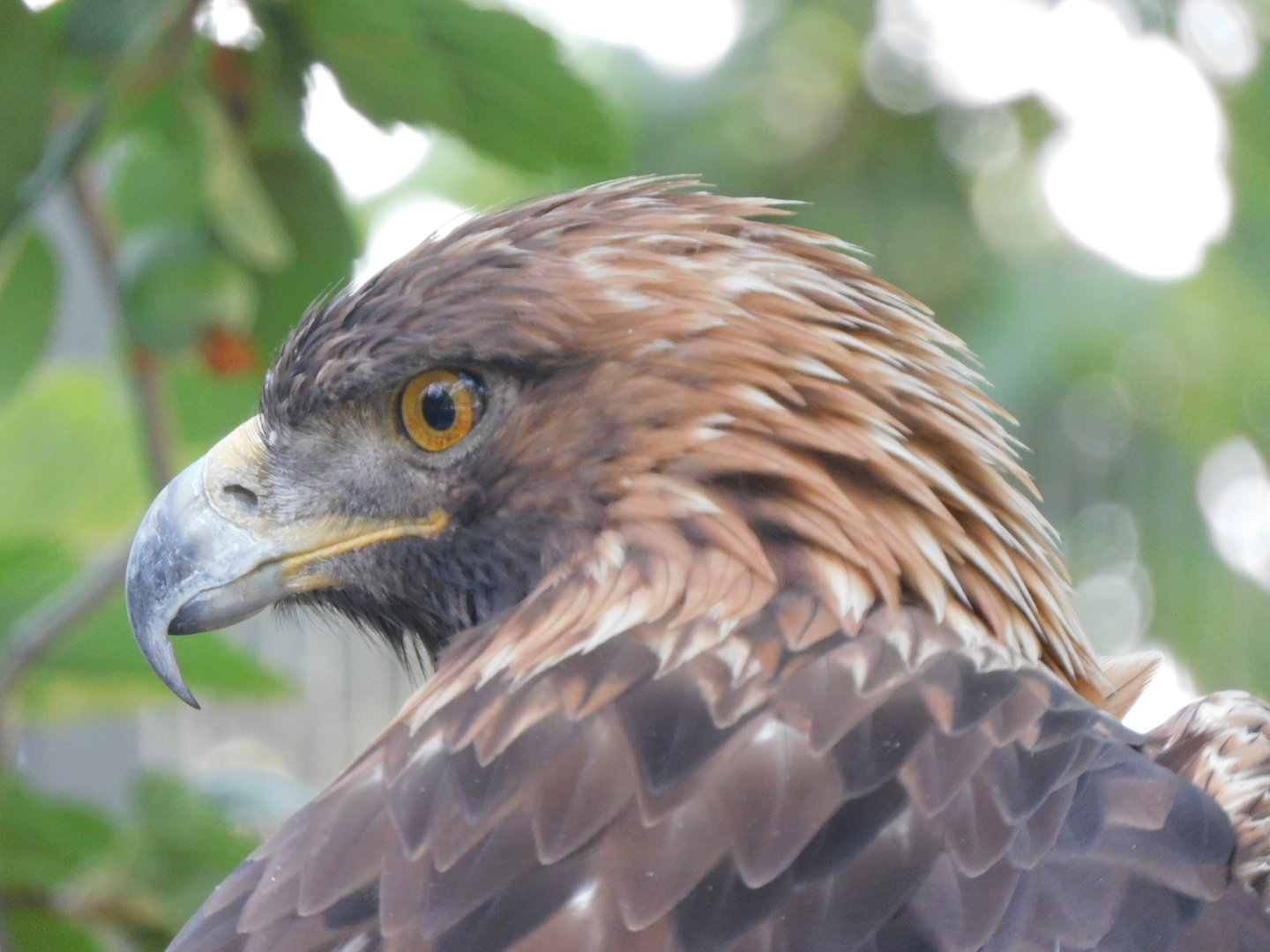 Golden Eagle-Aquila chrysaetos