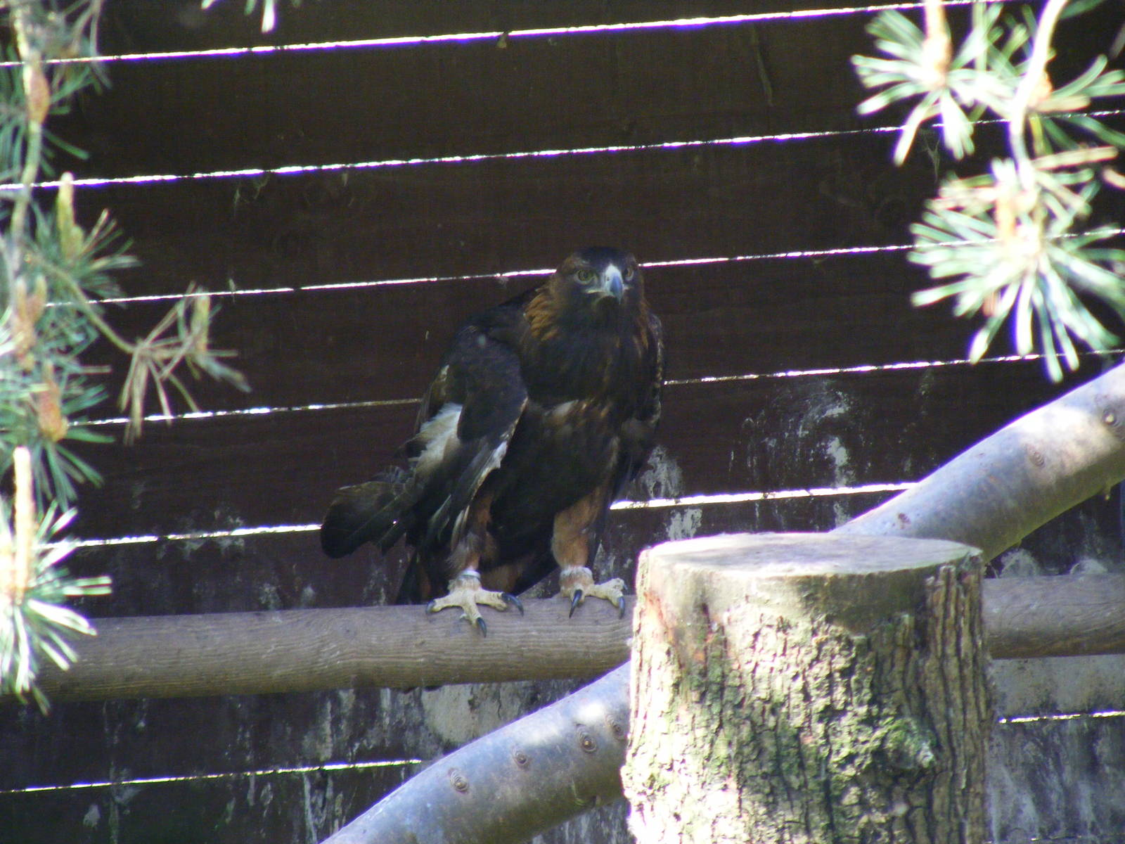 Golden eagle at Camperdown Wildlife Centre, 18 May 2010
