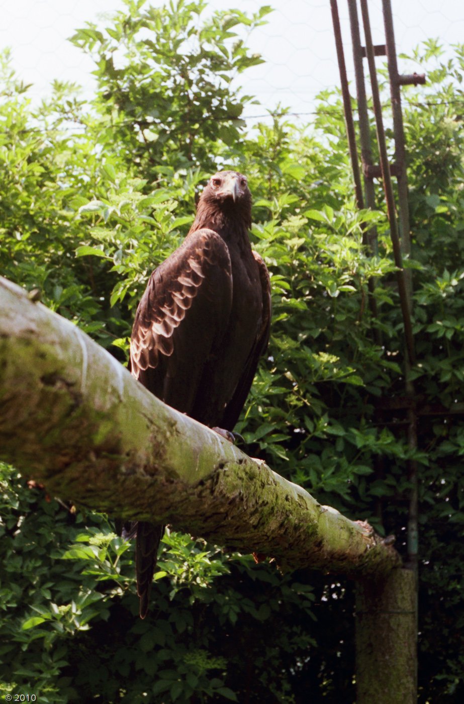 Golden Eagle at Chester Zoo - 1985